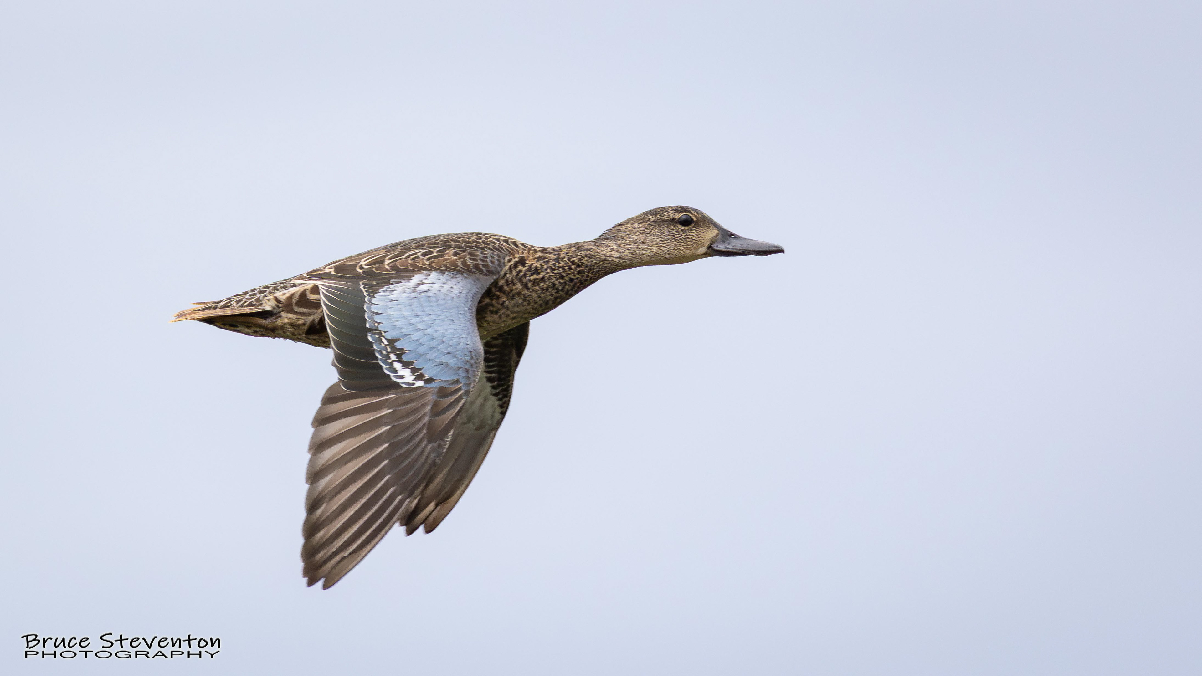 Blue-winged Teal - Shoreham, VT