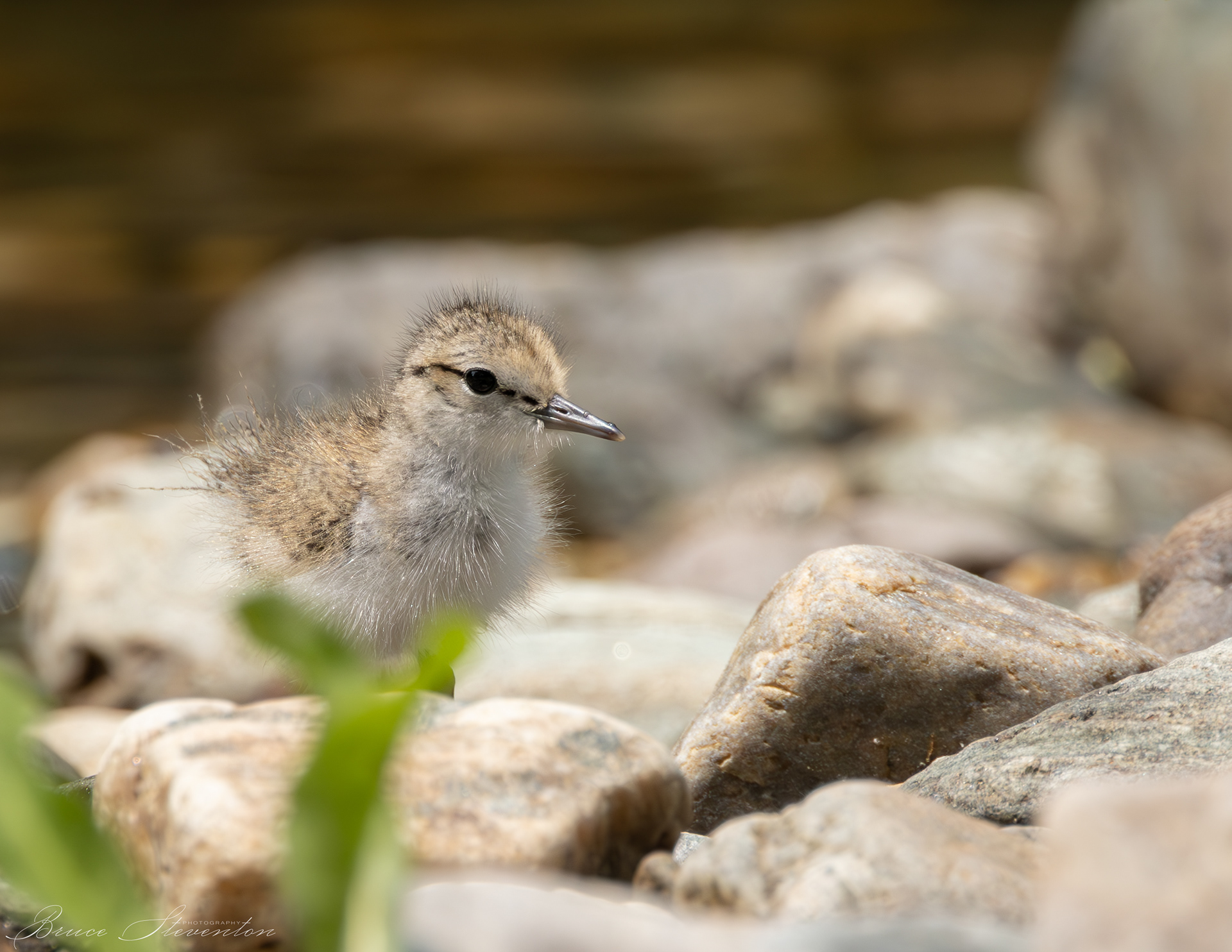 Spotted Sandpiper
