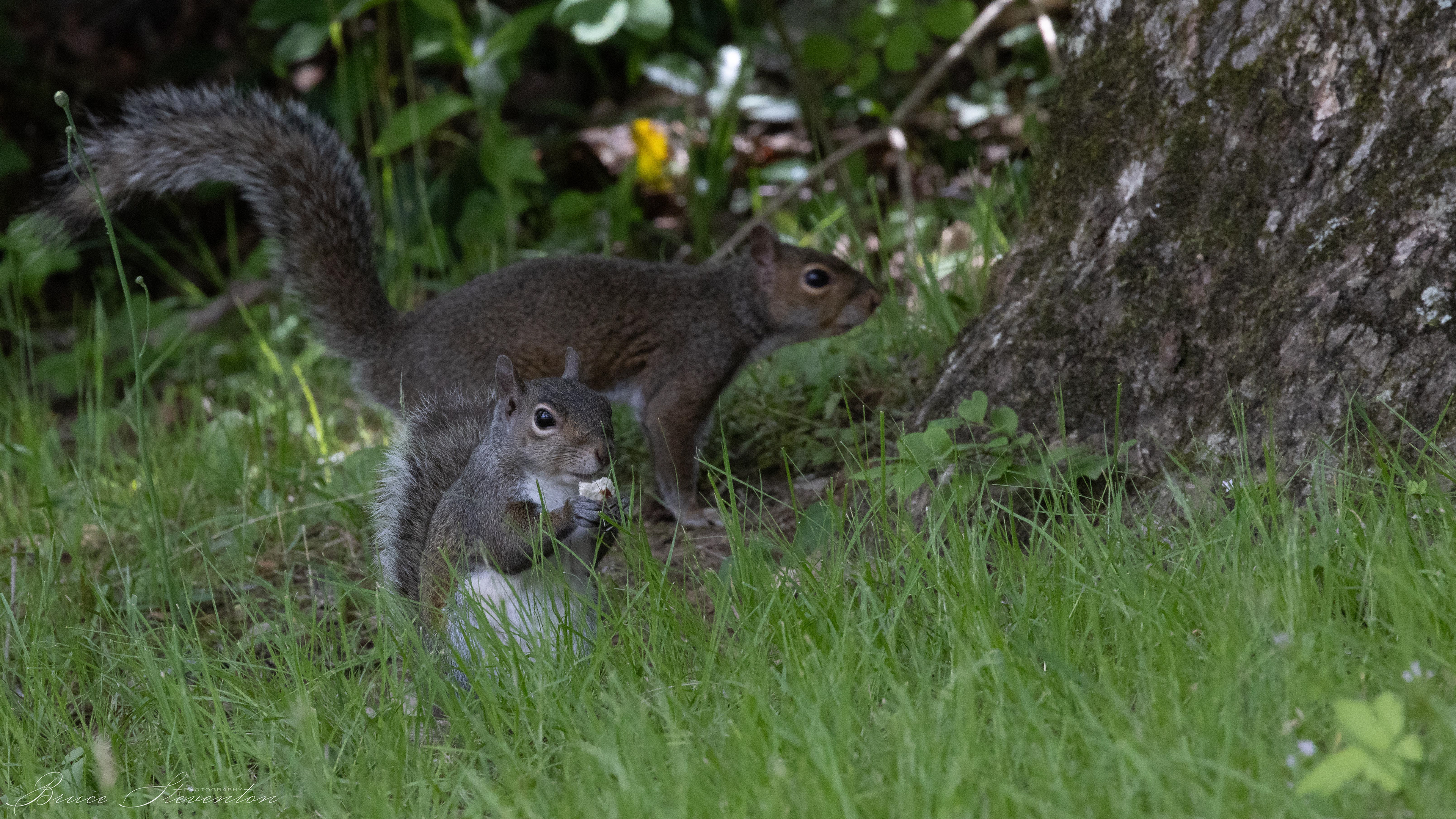 Gray Squirrel - Lake Tomahawk