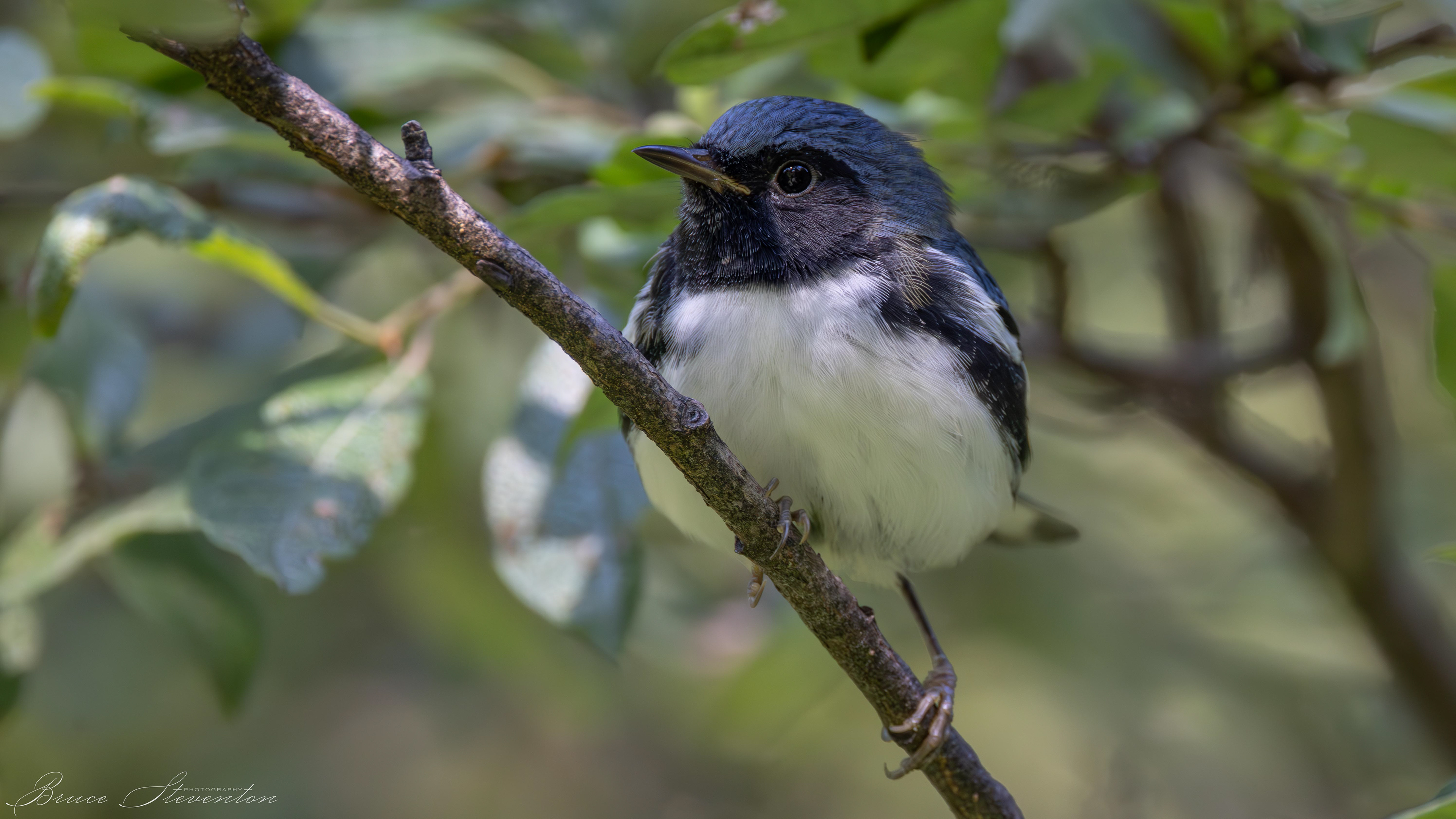 Black-throated Blue Warbler - Male