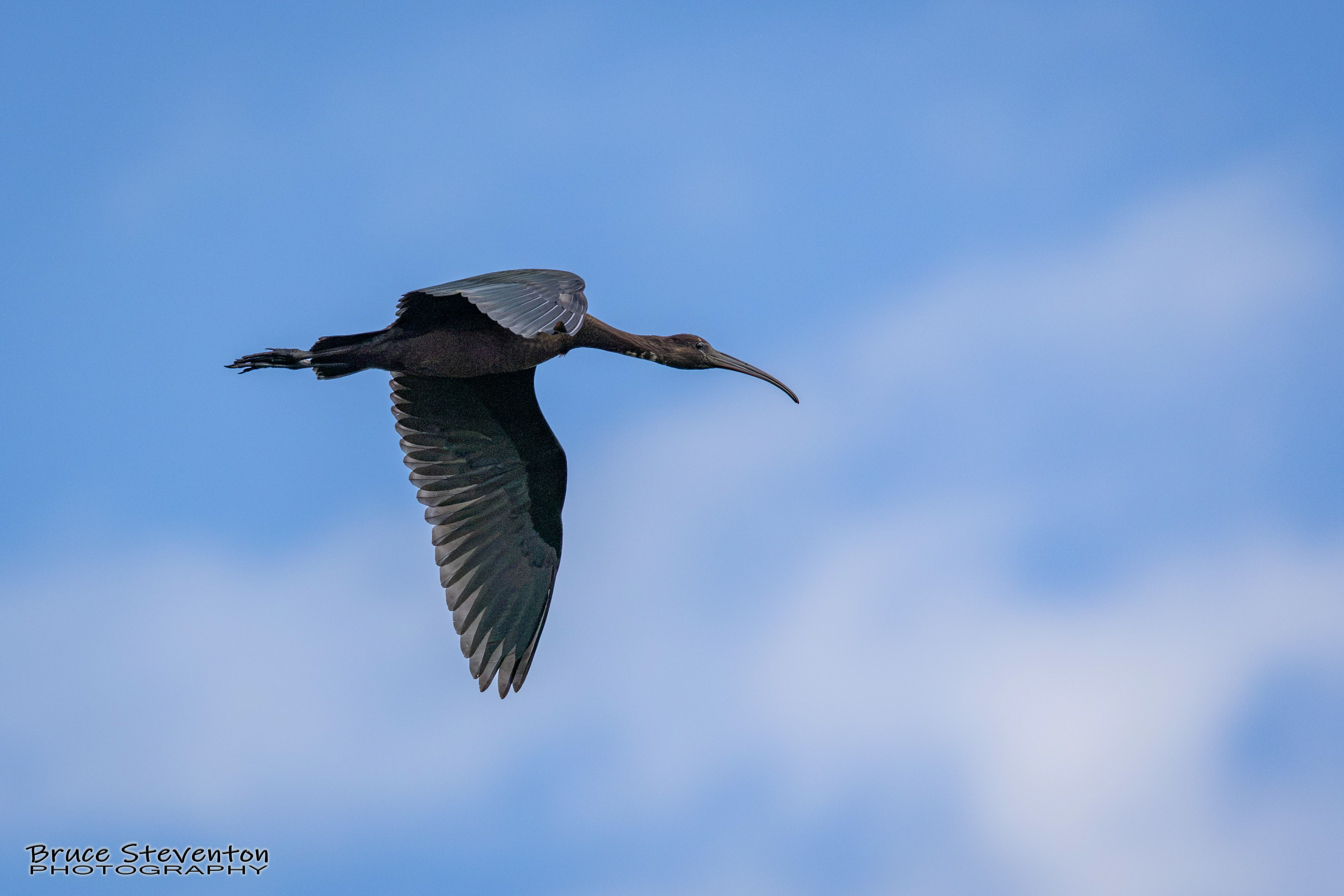 Glossy Ibis