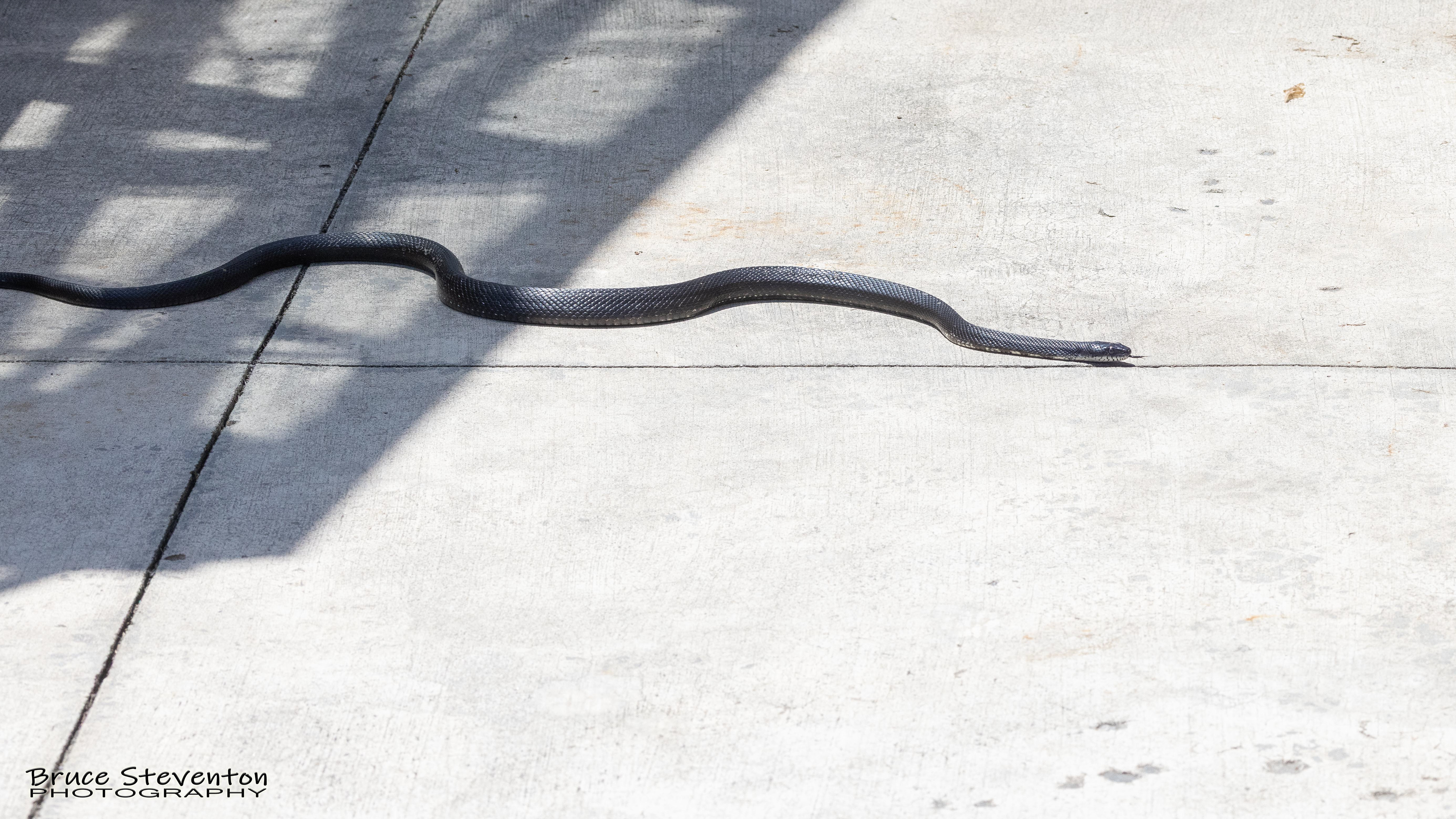 Black Rat Snake - Asheville, NC