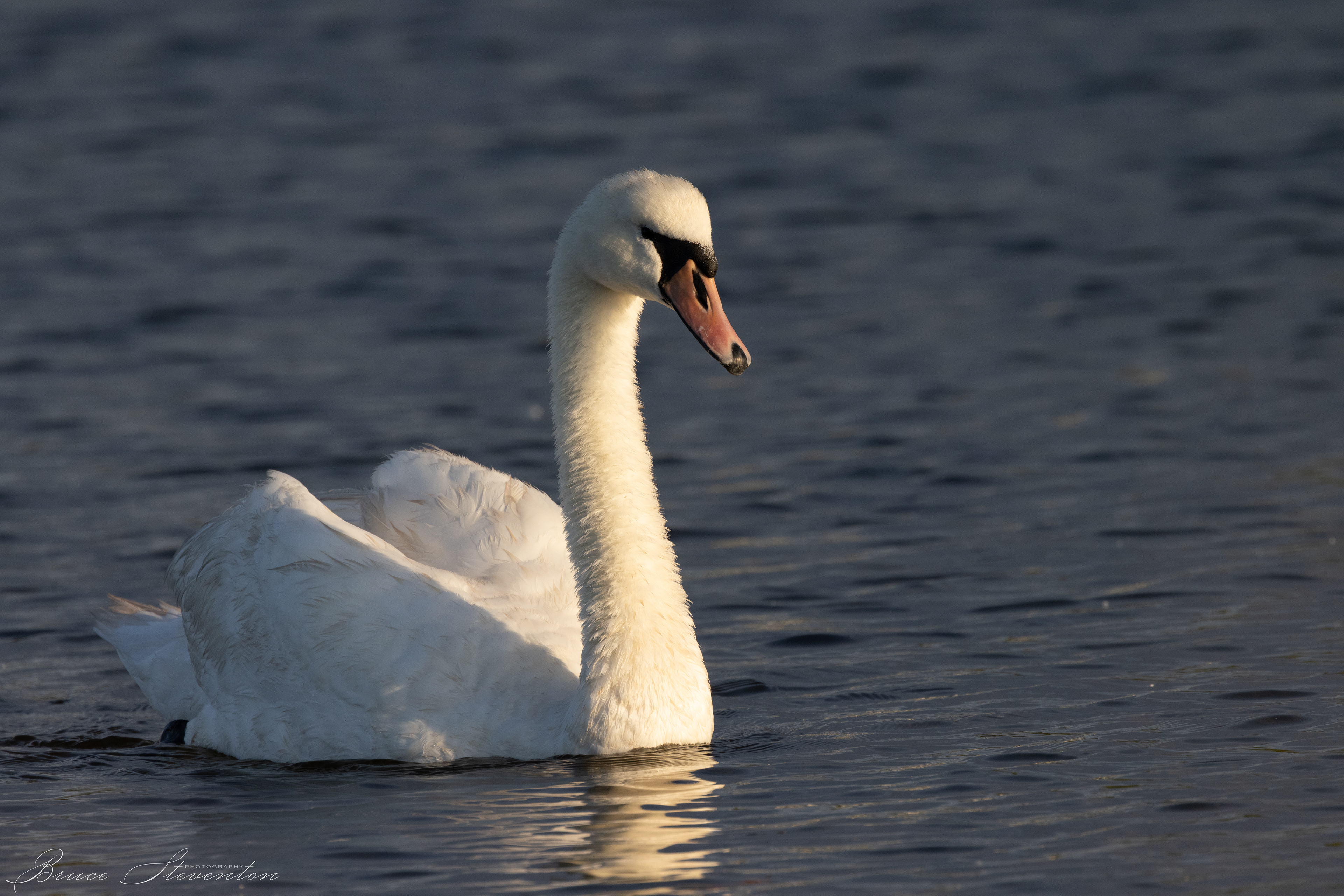 Mute Swan