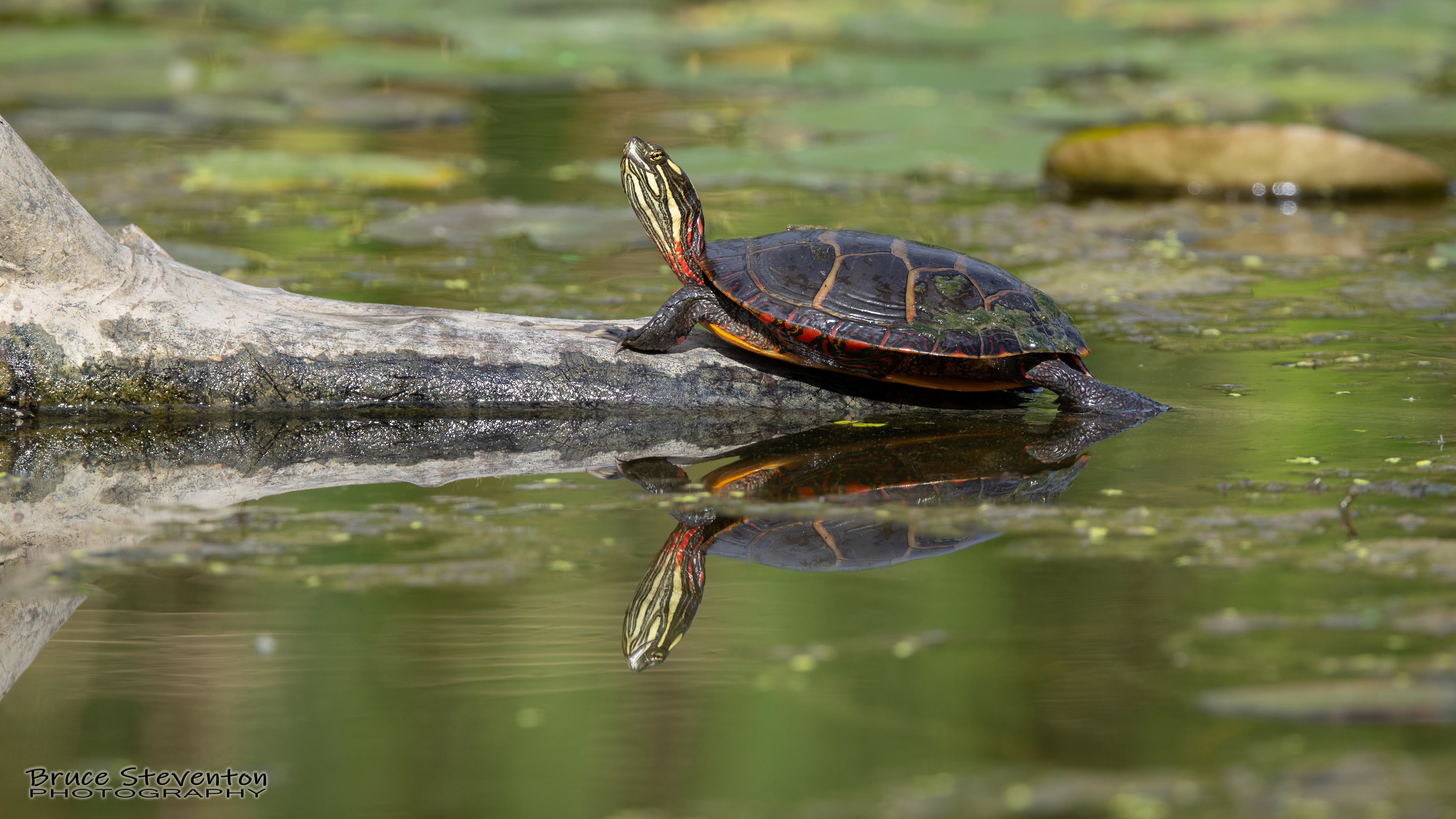 Painted Turtle