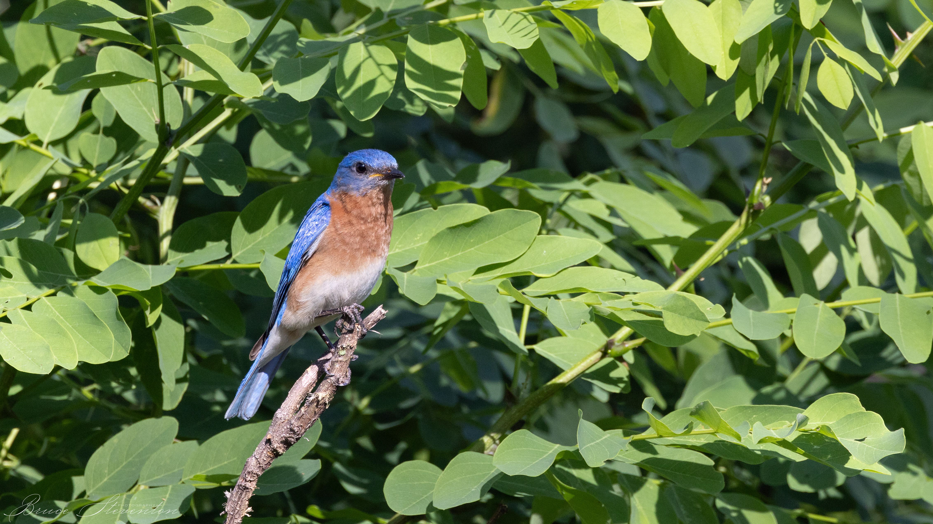 Eastern Bluebird - Charles D Owen Park