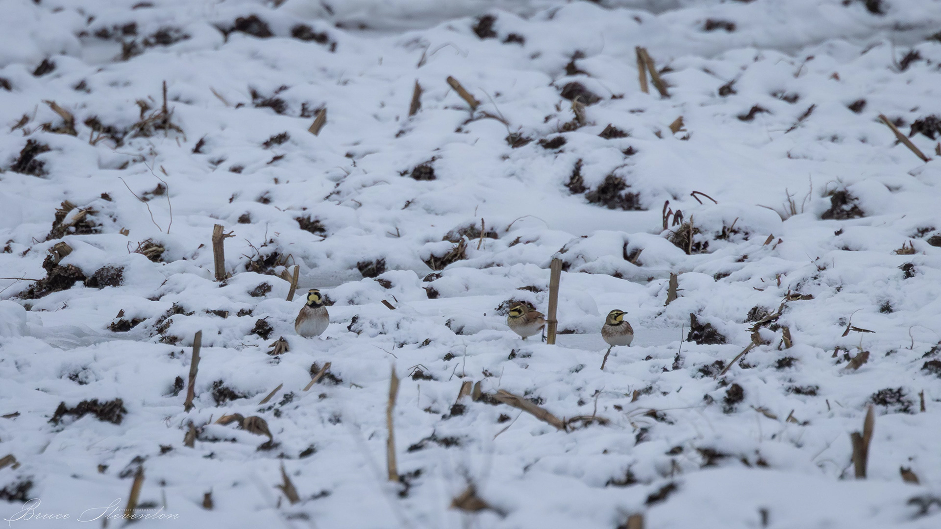 Horned Larks in a cornfield