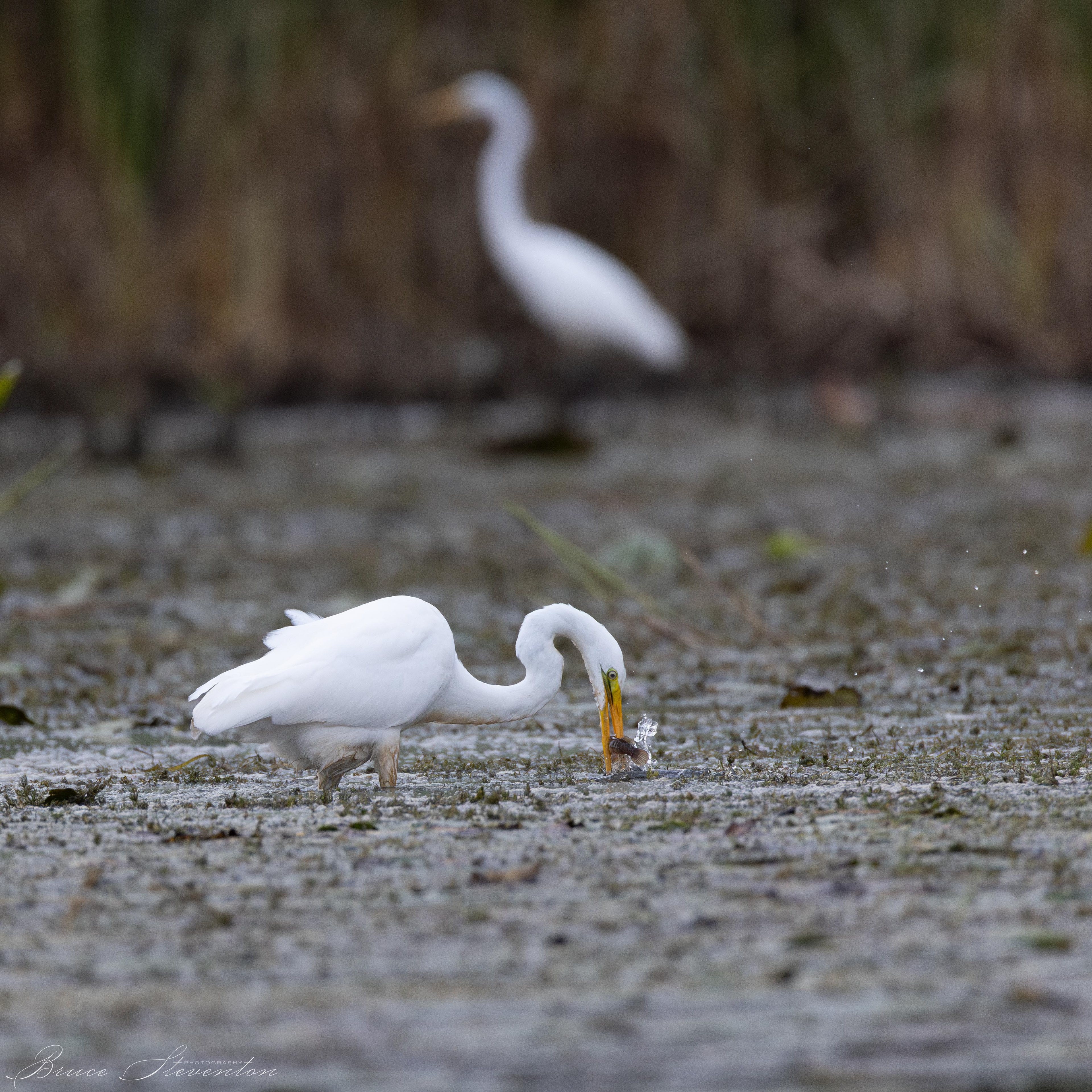 Great Egret