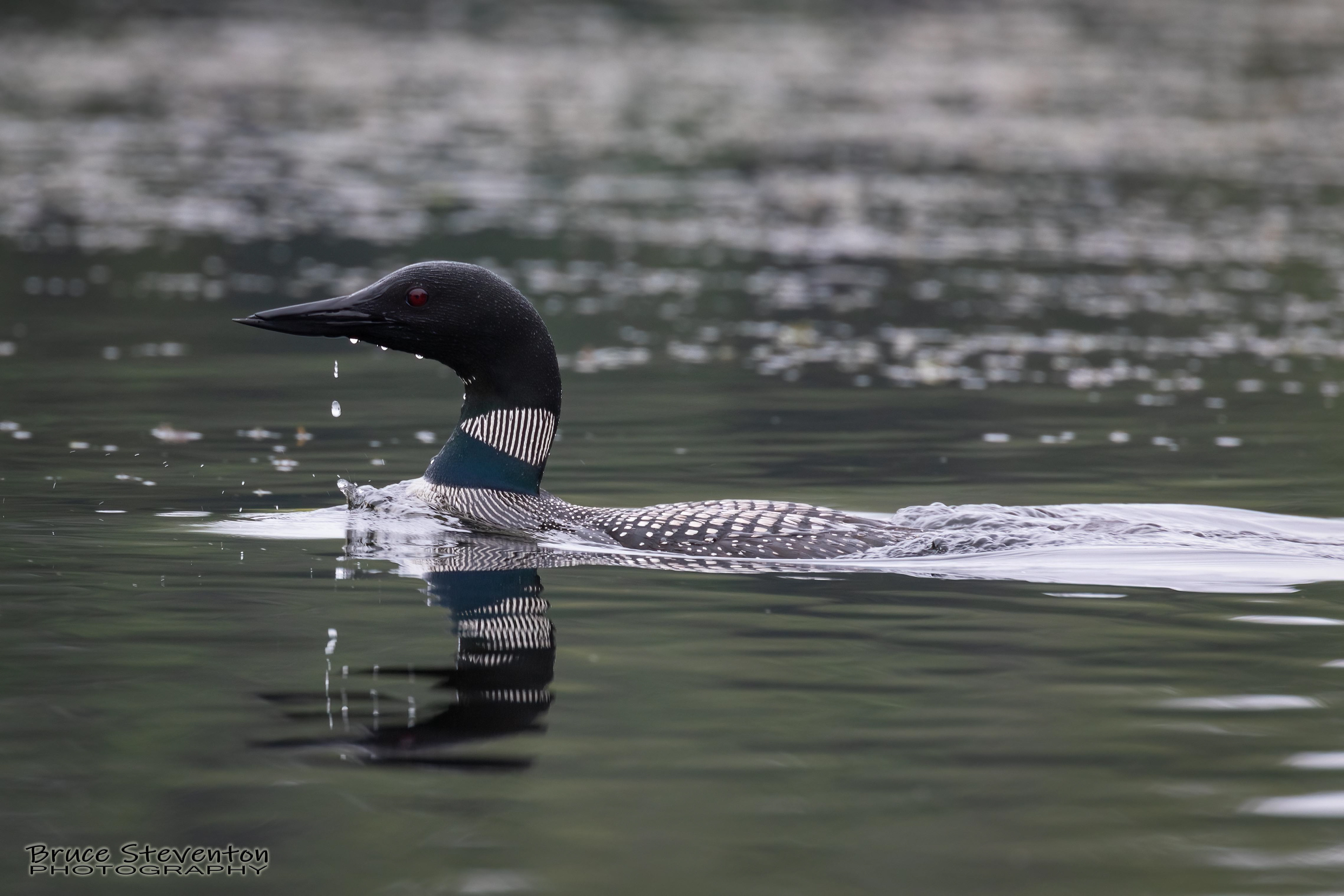 Common Loon - West Gardiner, ME