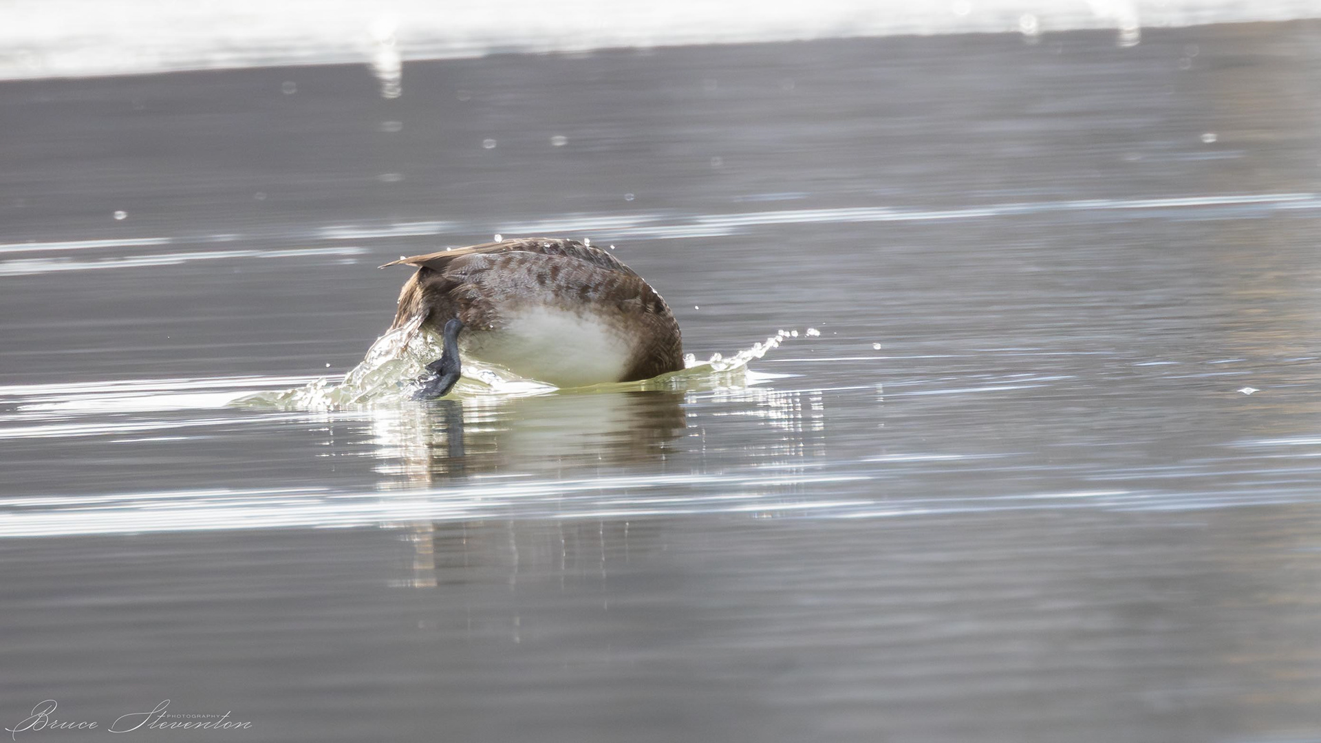 Lesser Scaup - Female