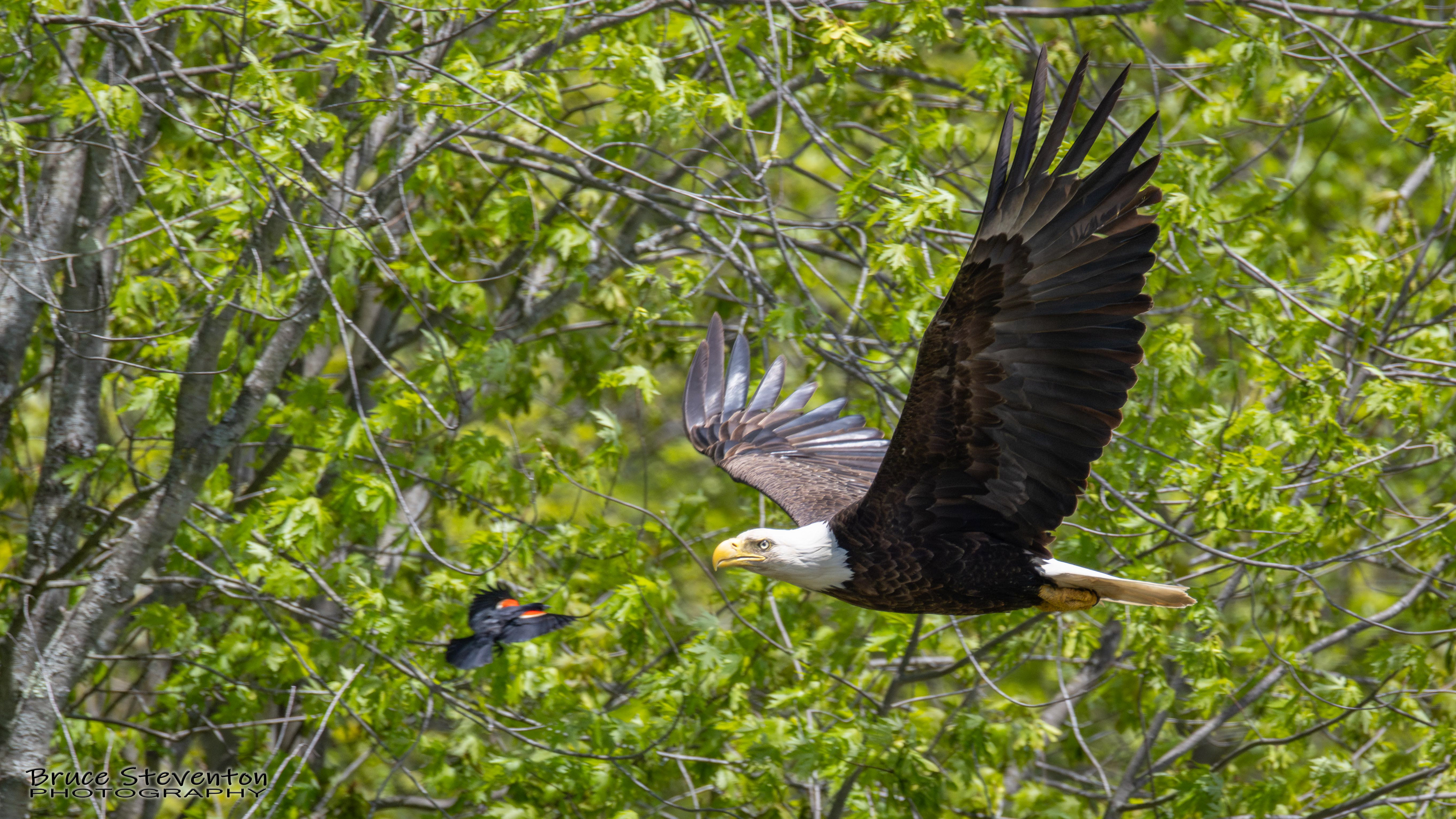 Bald Eagle