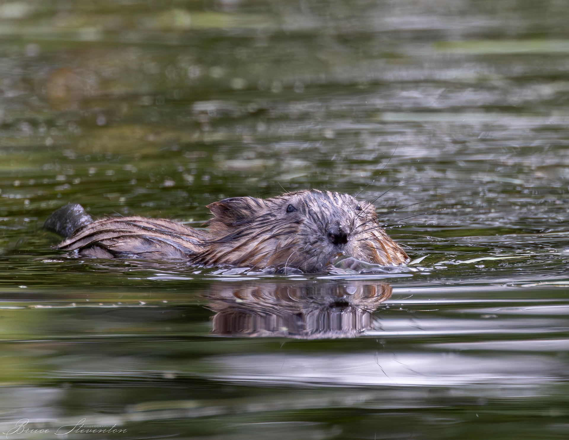 Muskrat