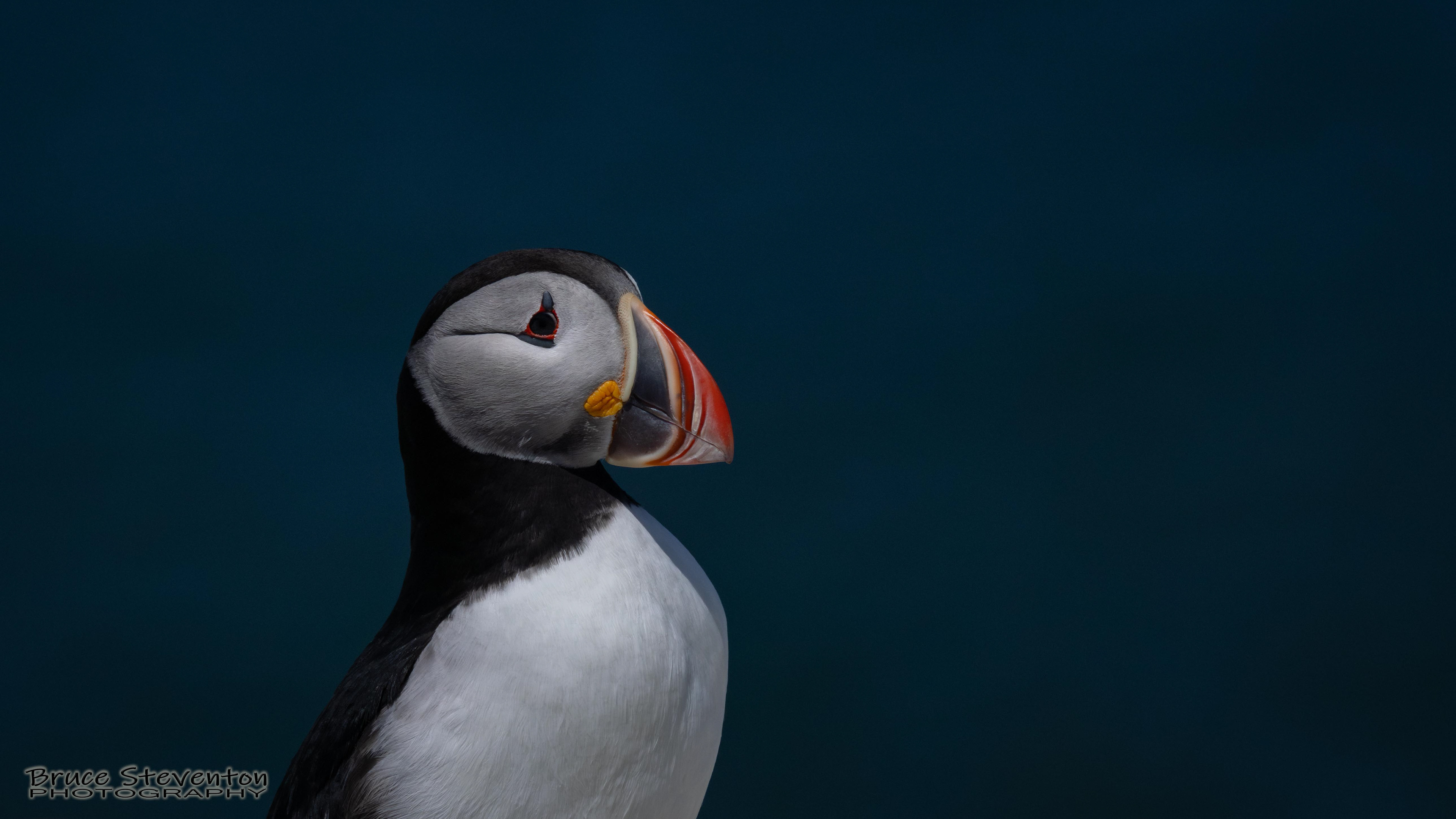Atlantic Puffin
