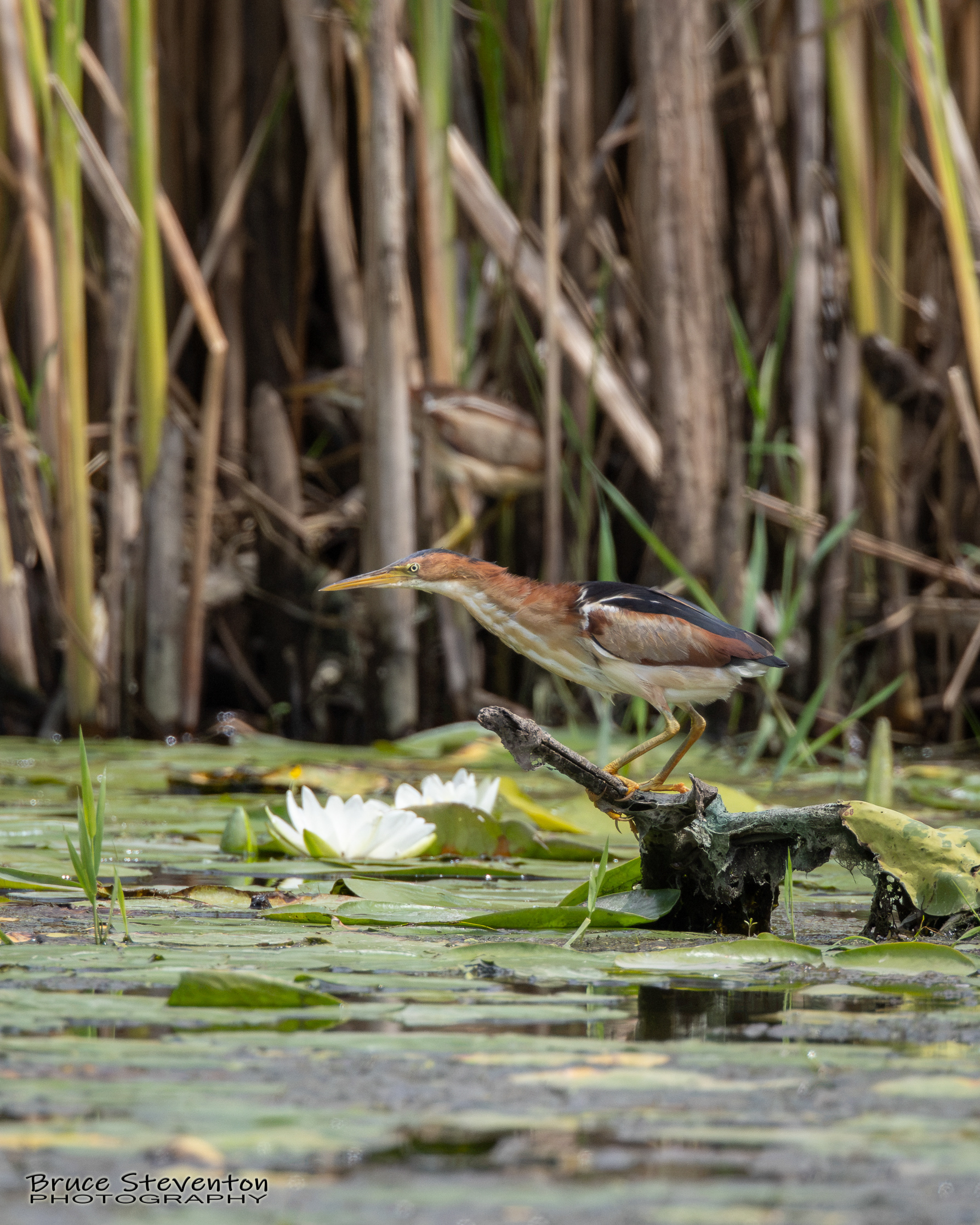 Least Bittern