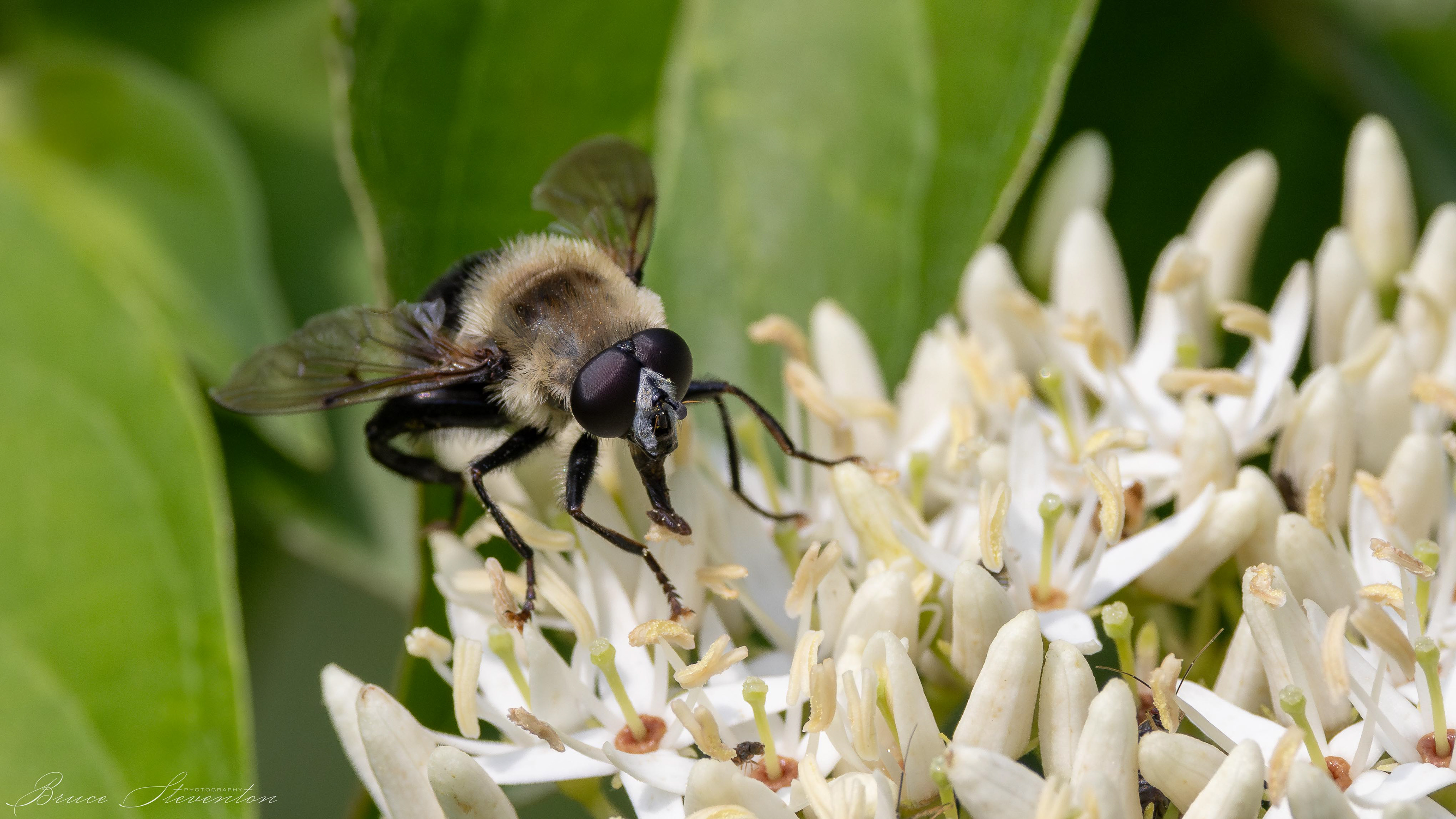 Nope, not a bee.  It's just a fly pretending to "bee"