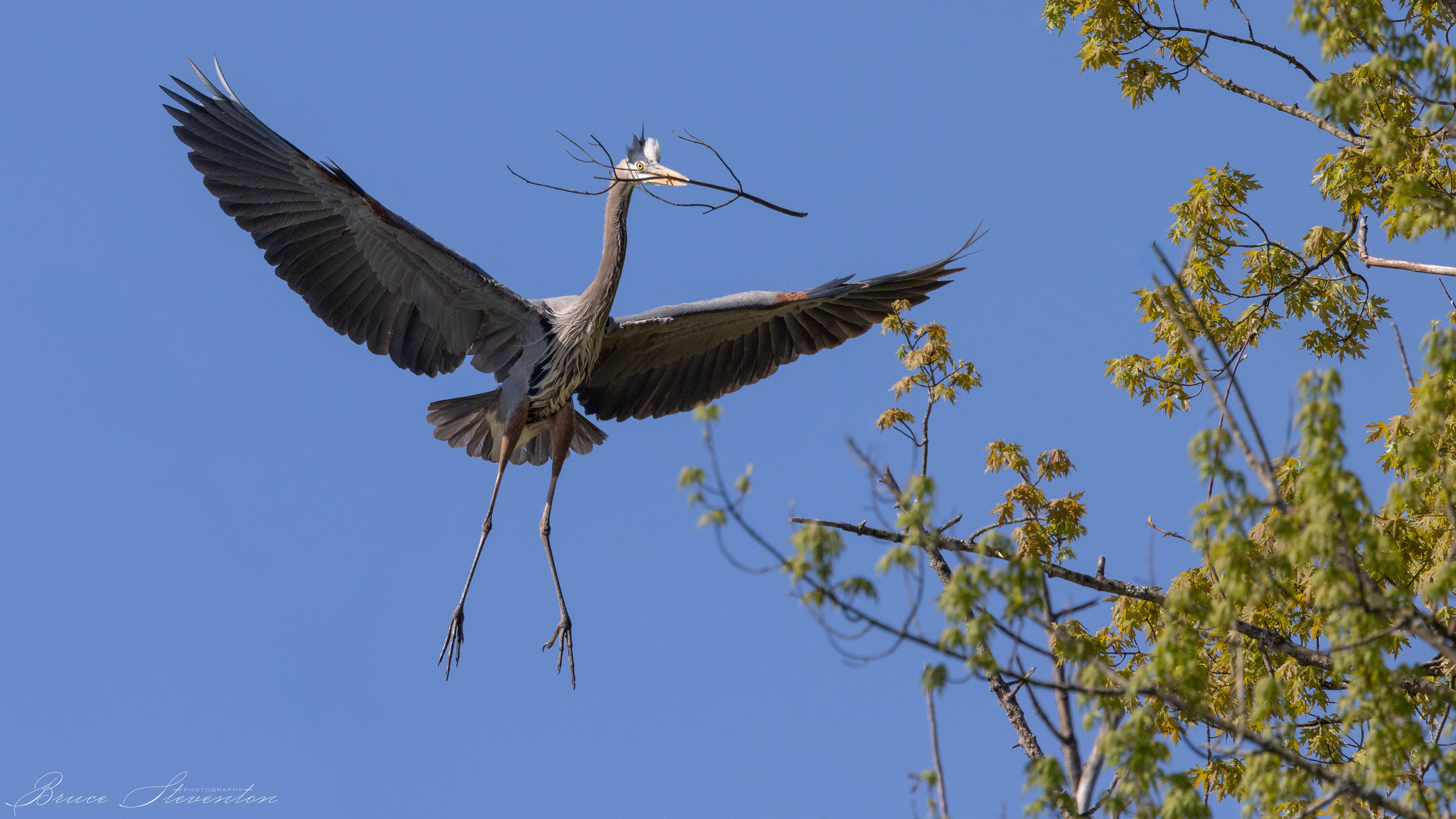 Great Blue Heron