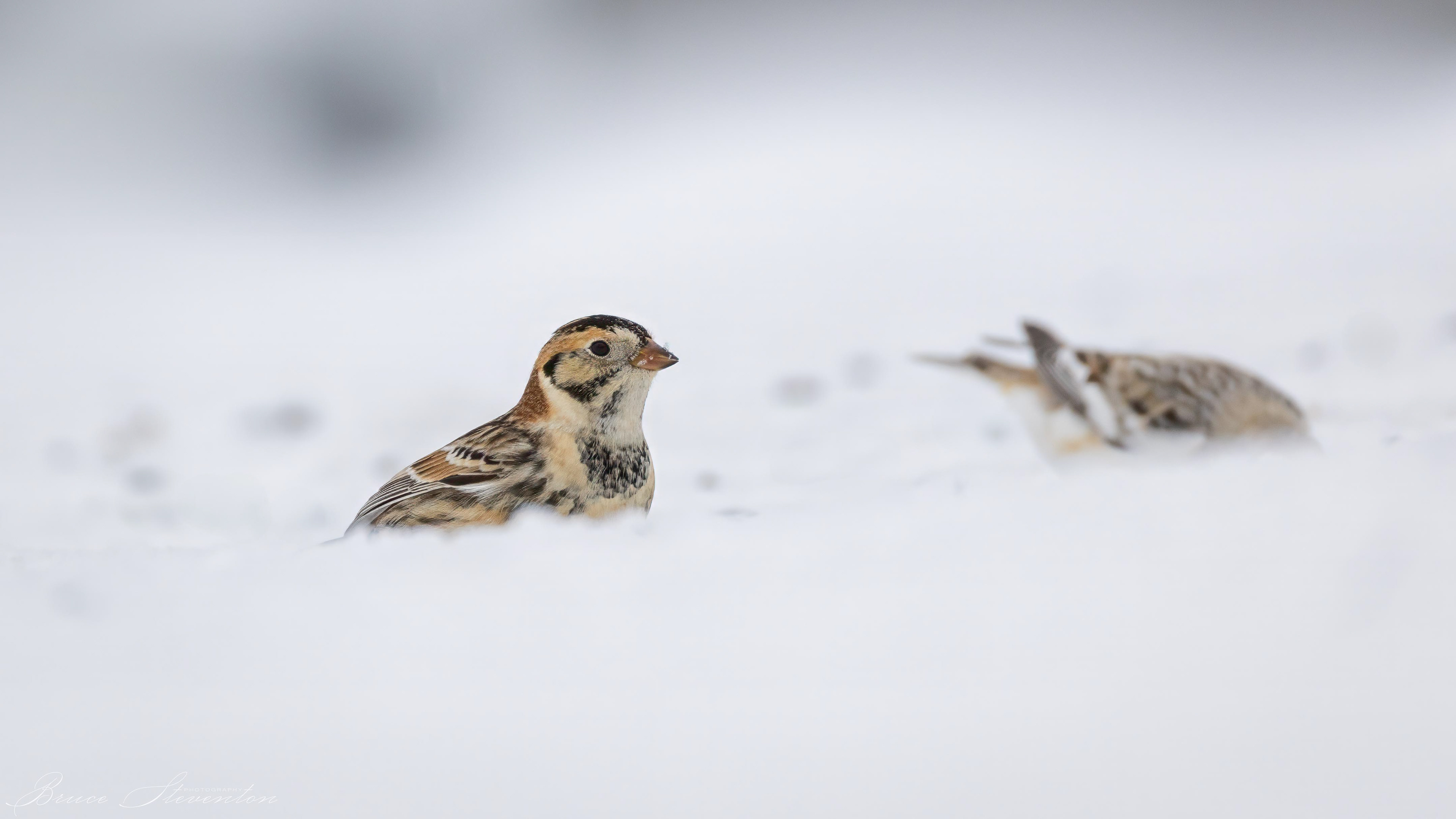 Lapland Longspur