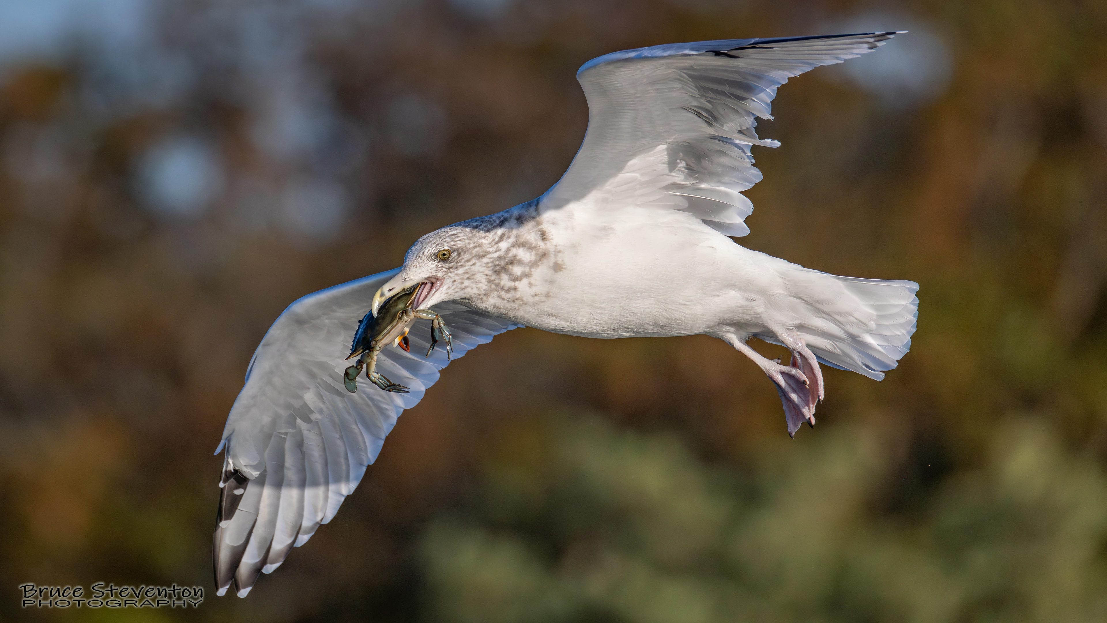 Herring Gull