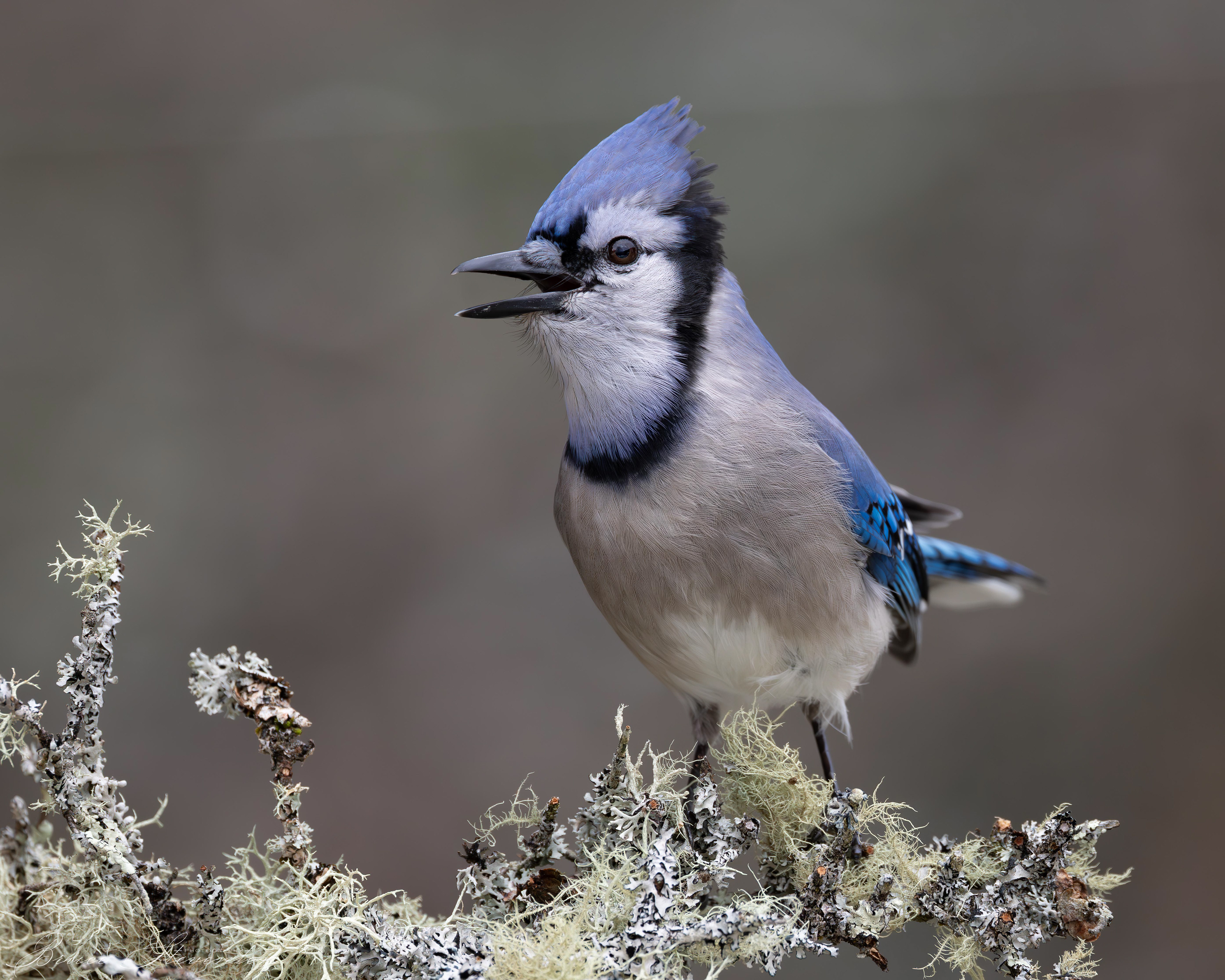 Blue Jay