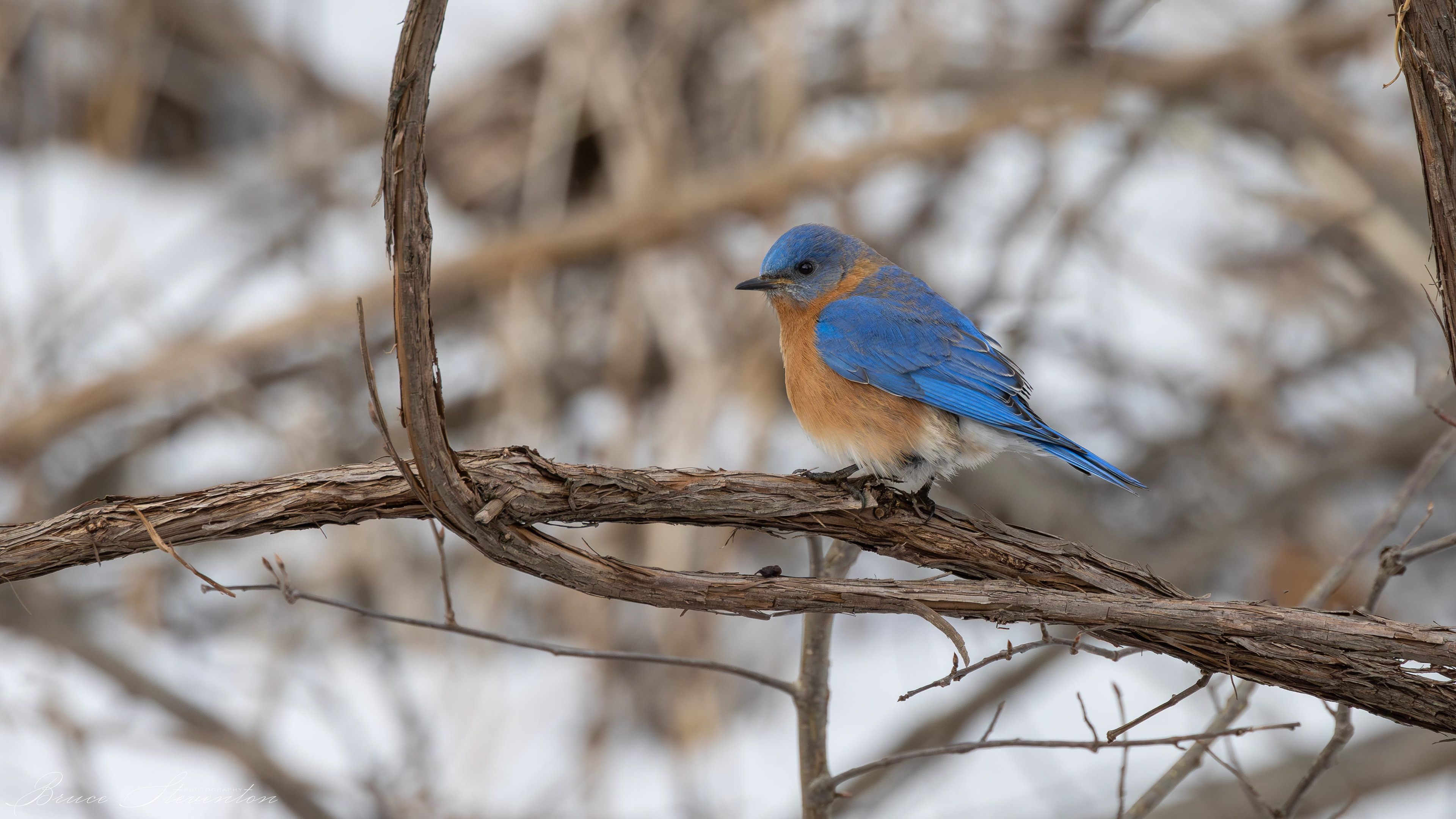 Eastern Bluebird - Rochester, VT
