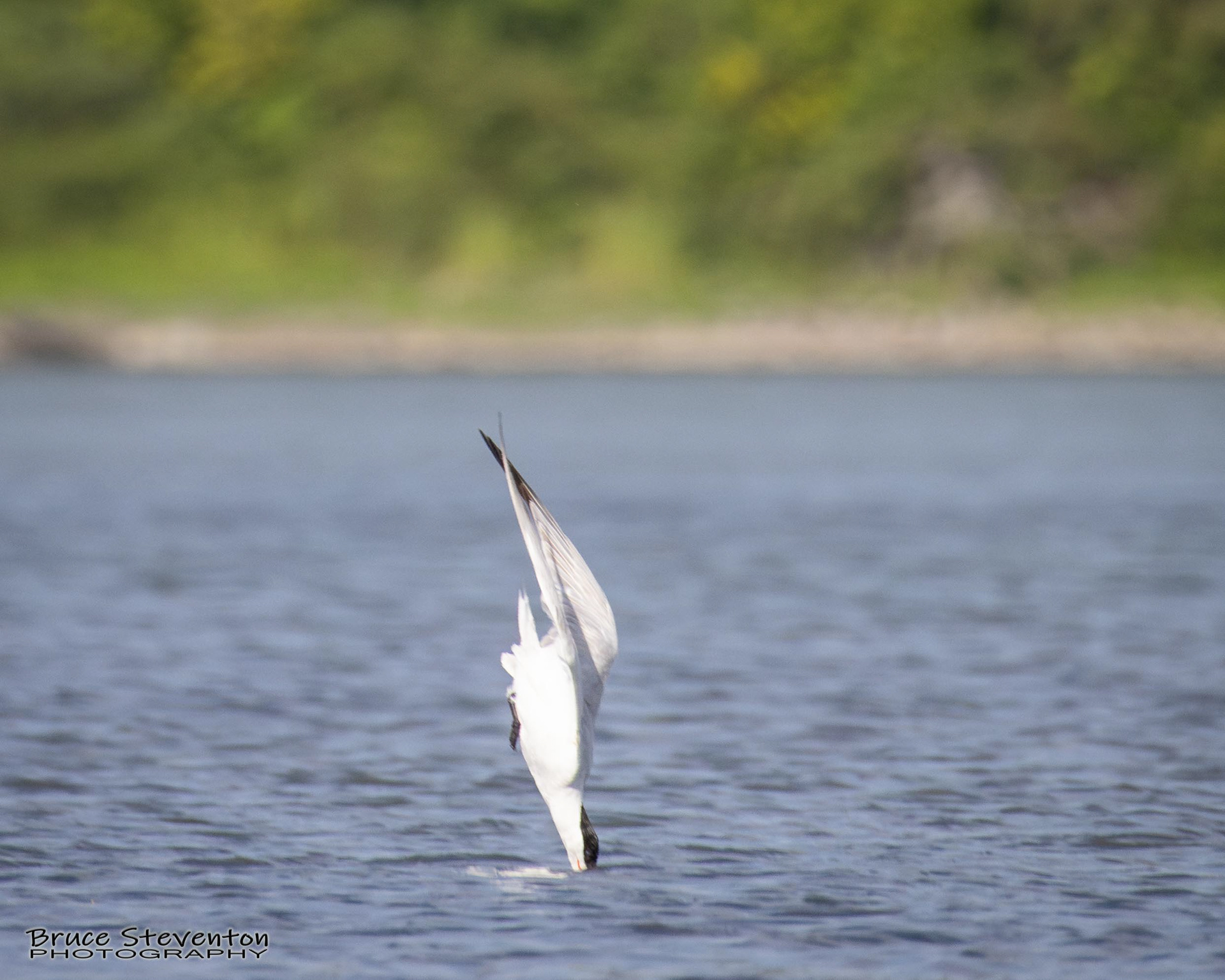 Common Tern