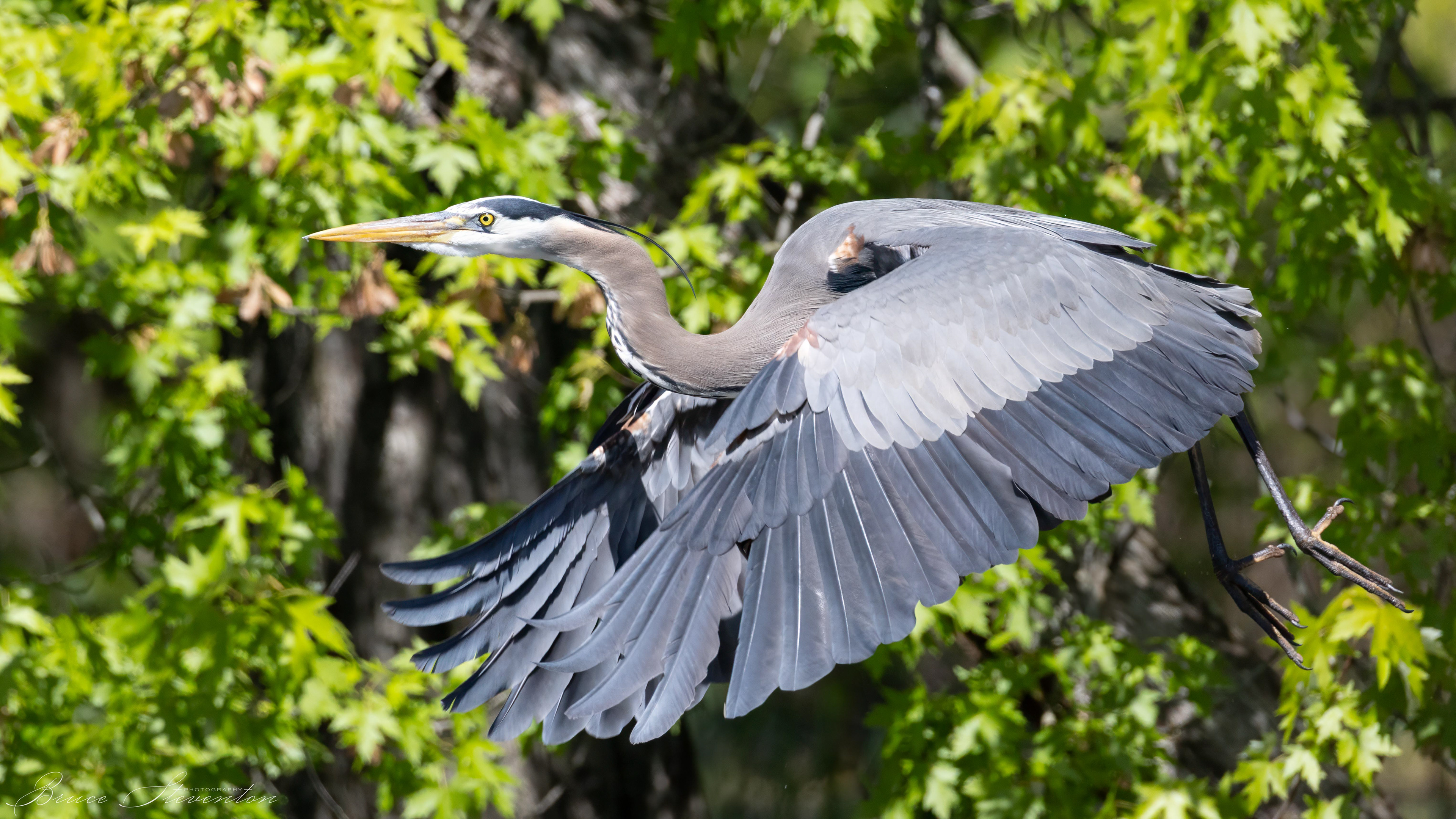 Great Blue Heron