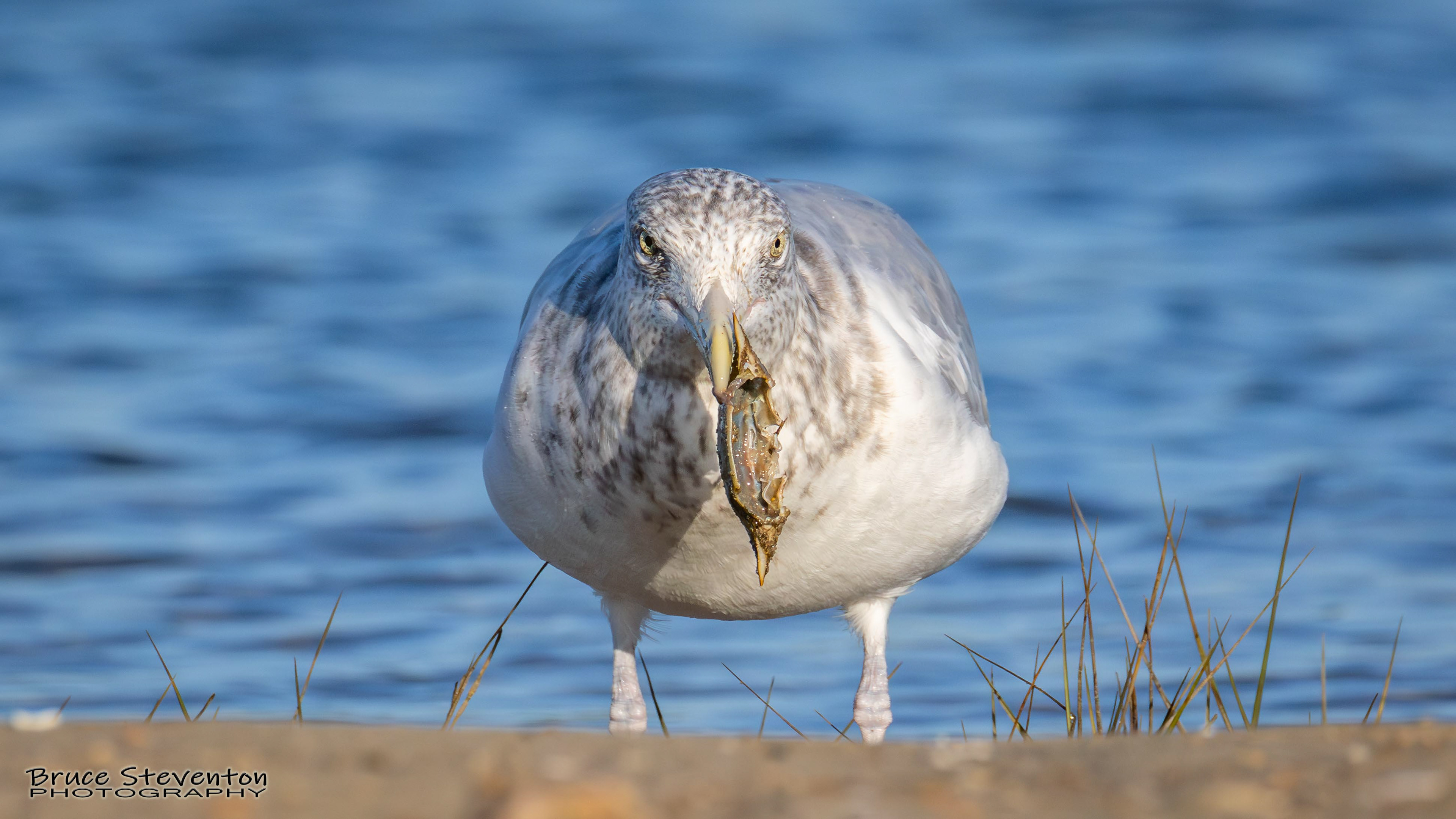 Herring Gull