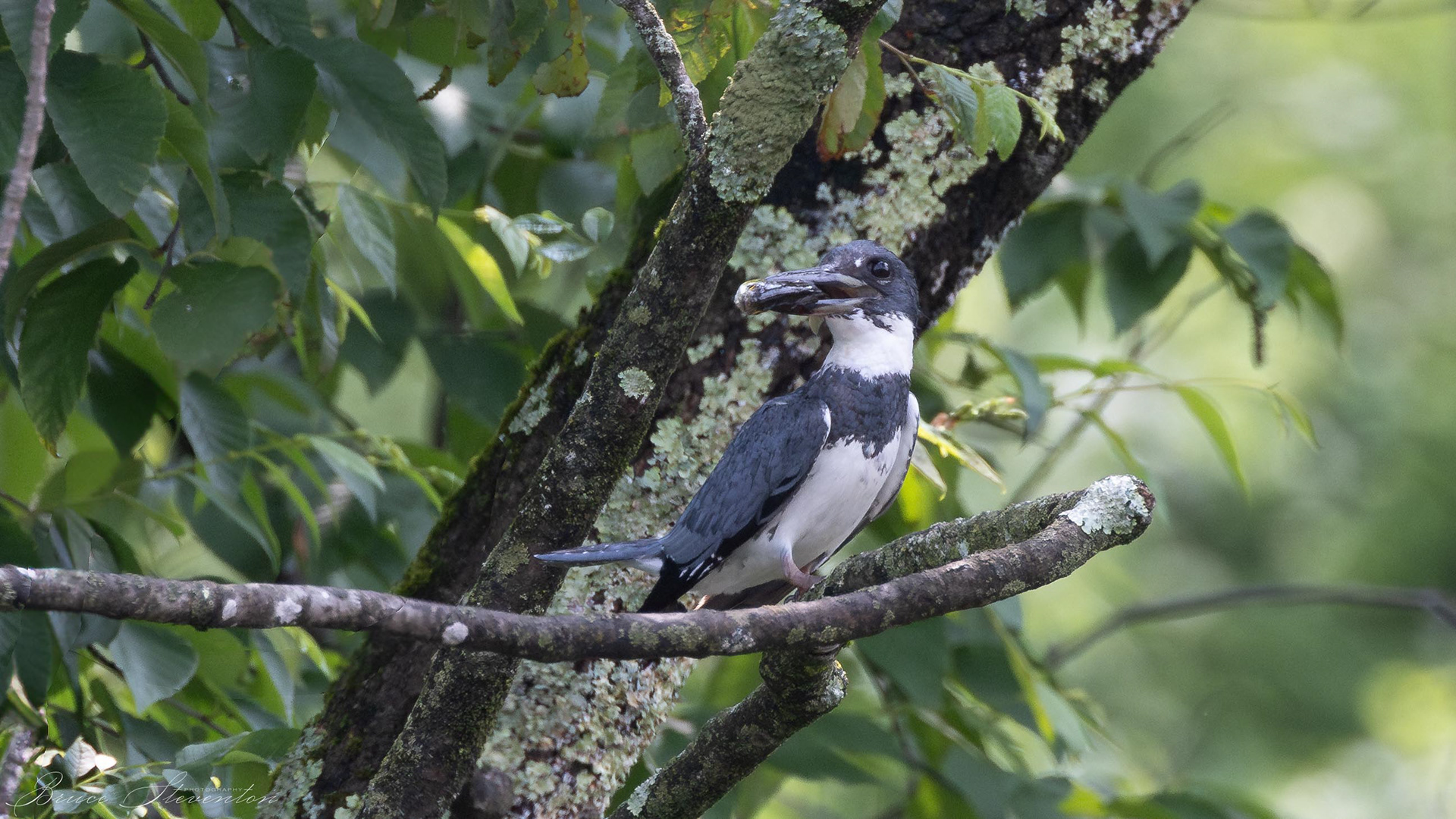 Belted Kingfisher (M) with a sunfish