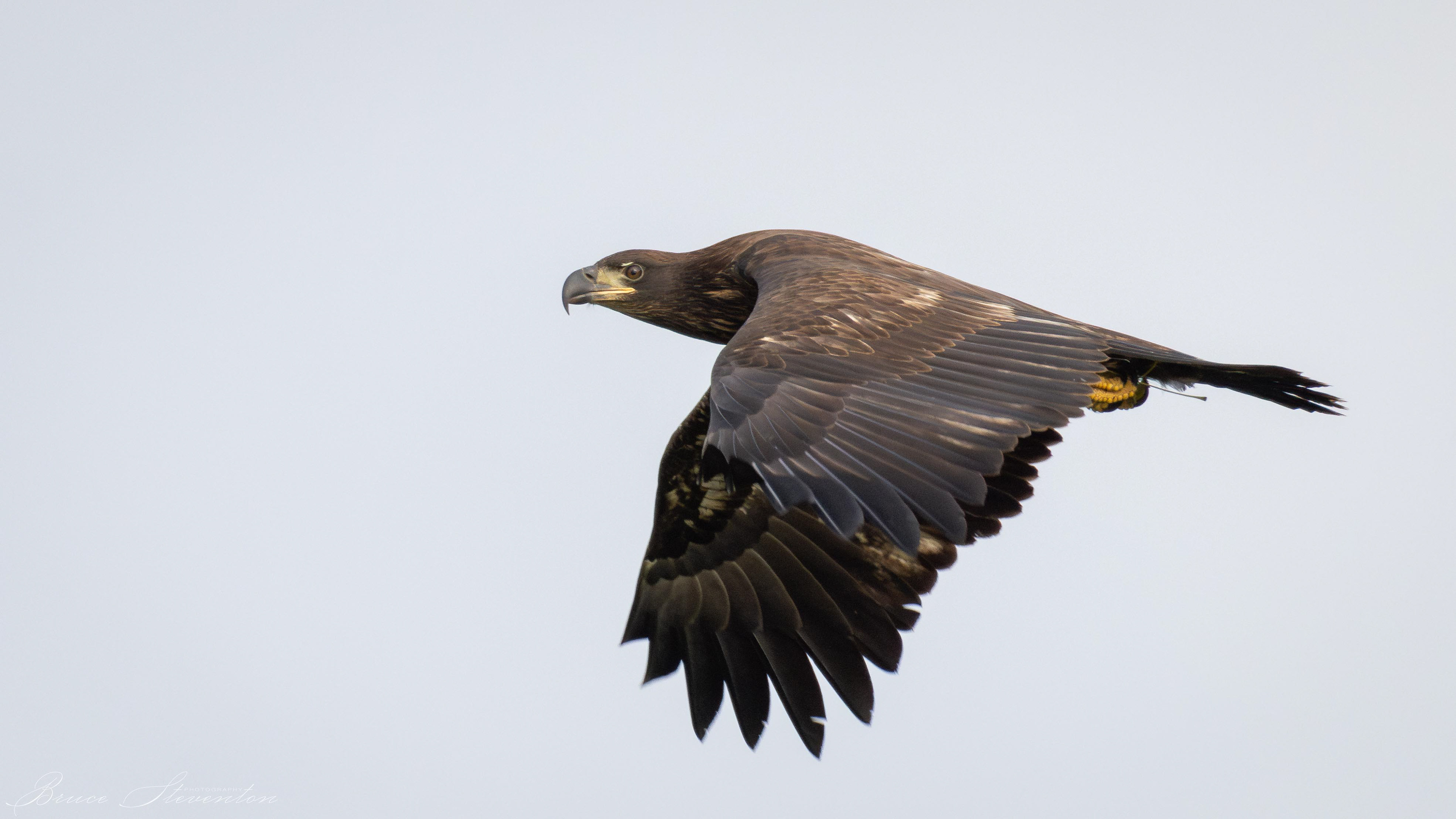 Bald Eagle, Immature