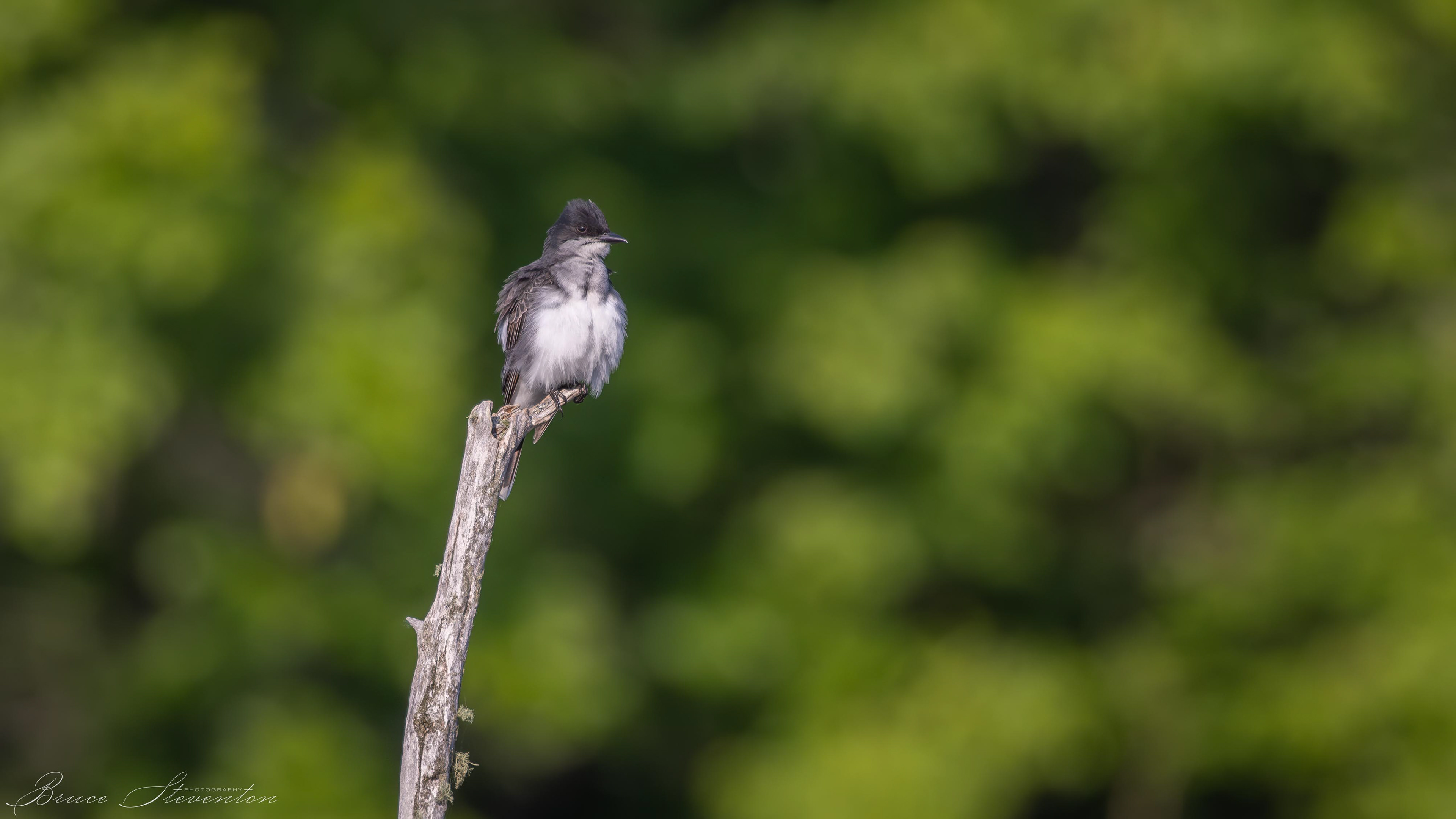 Kingbird