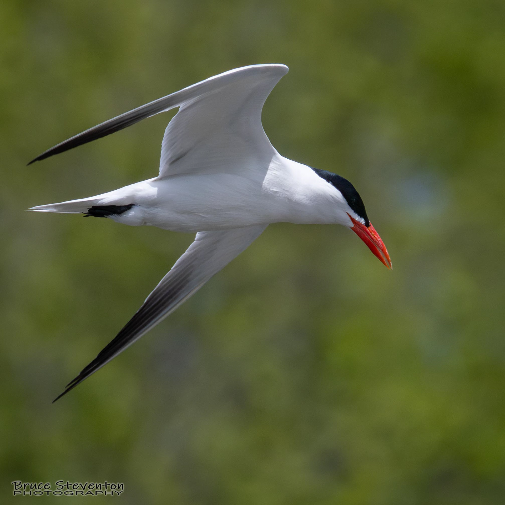 Common Tern
