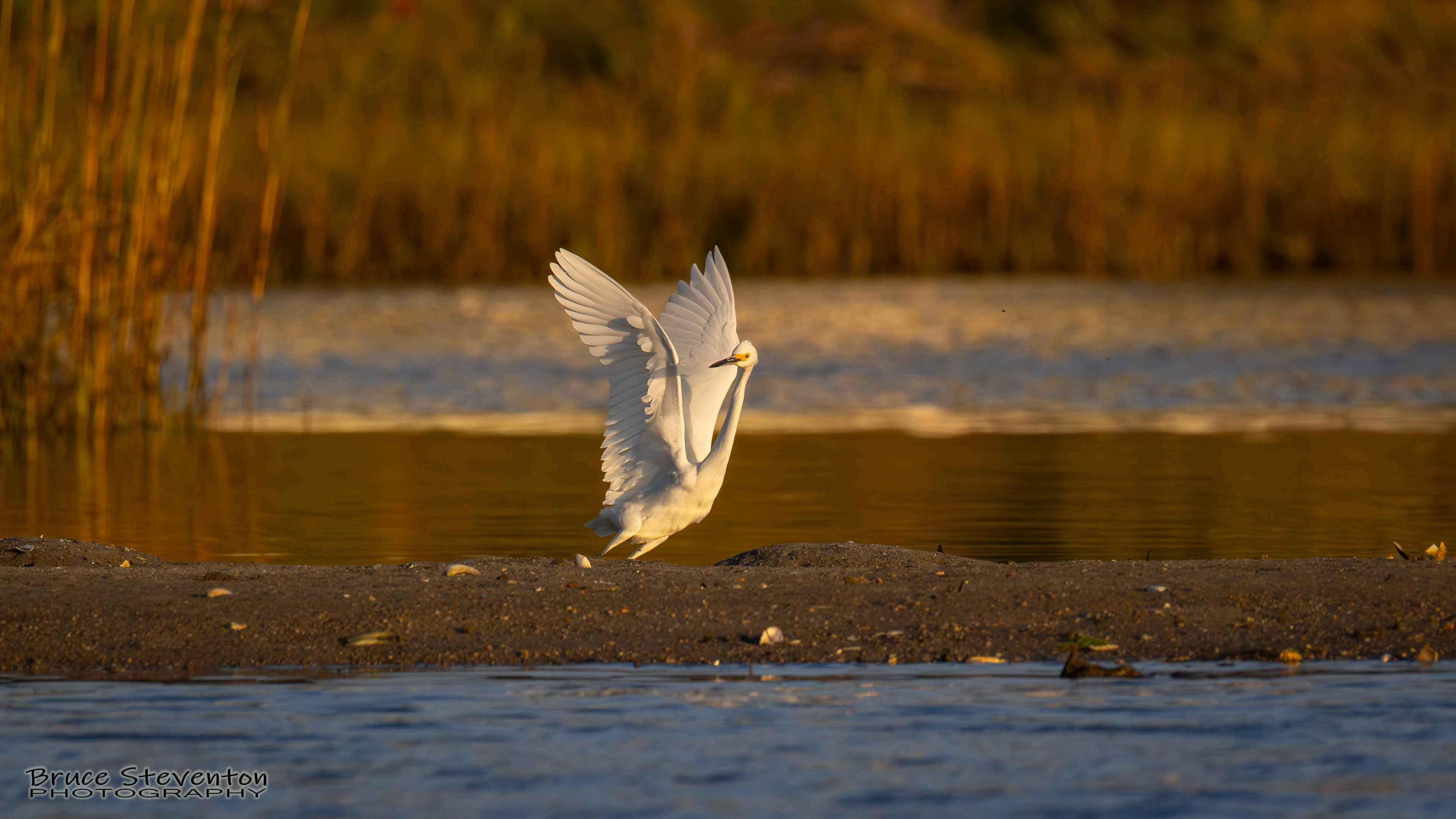 Snowy Egret