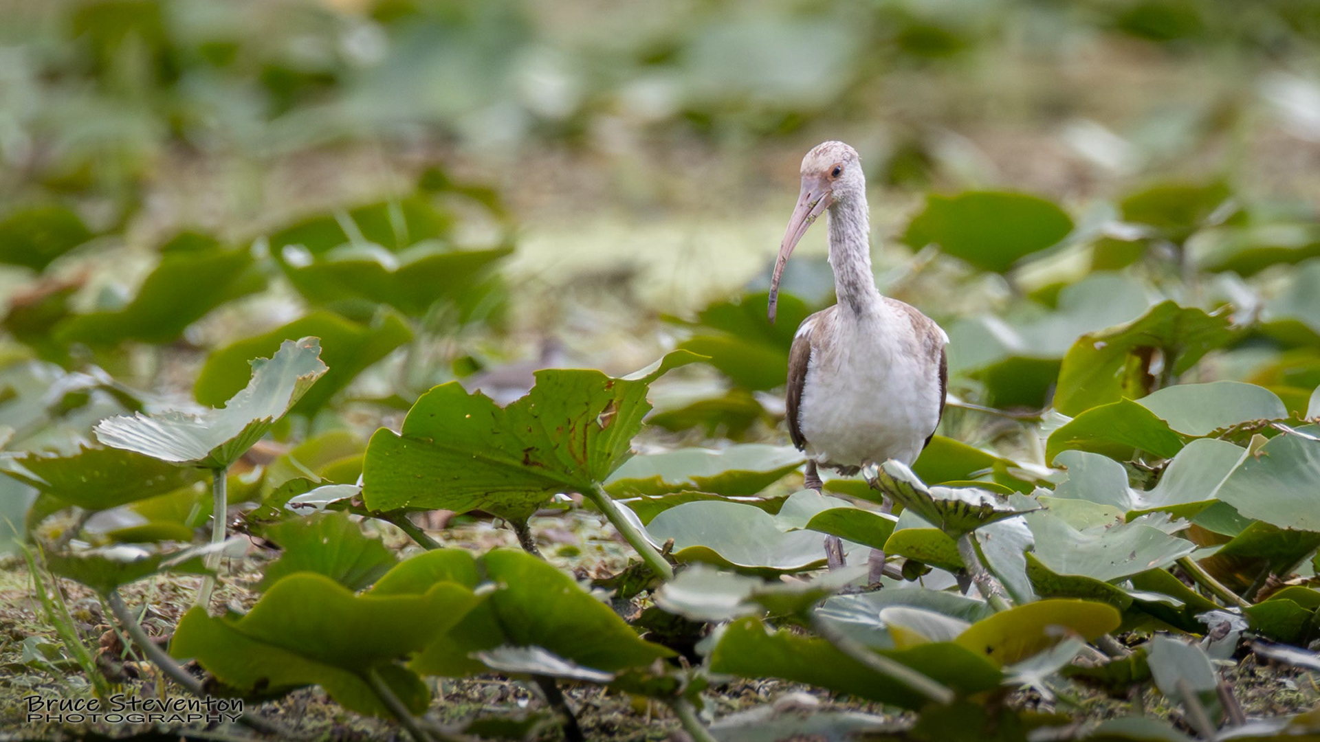 White Ibis (Juvenile)
