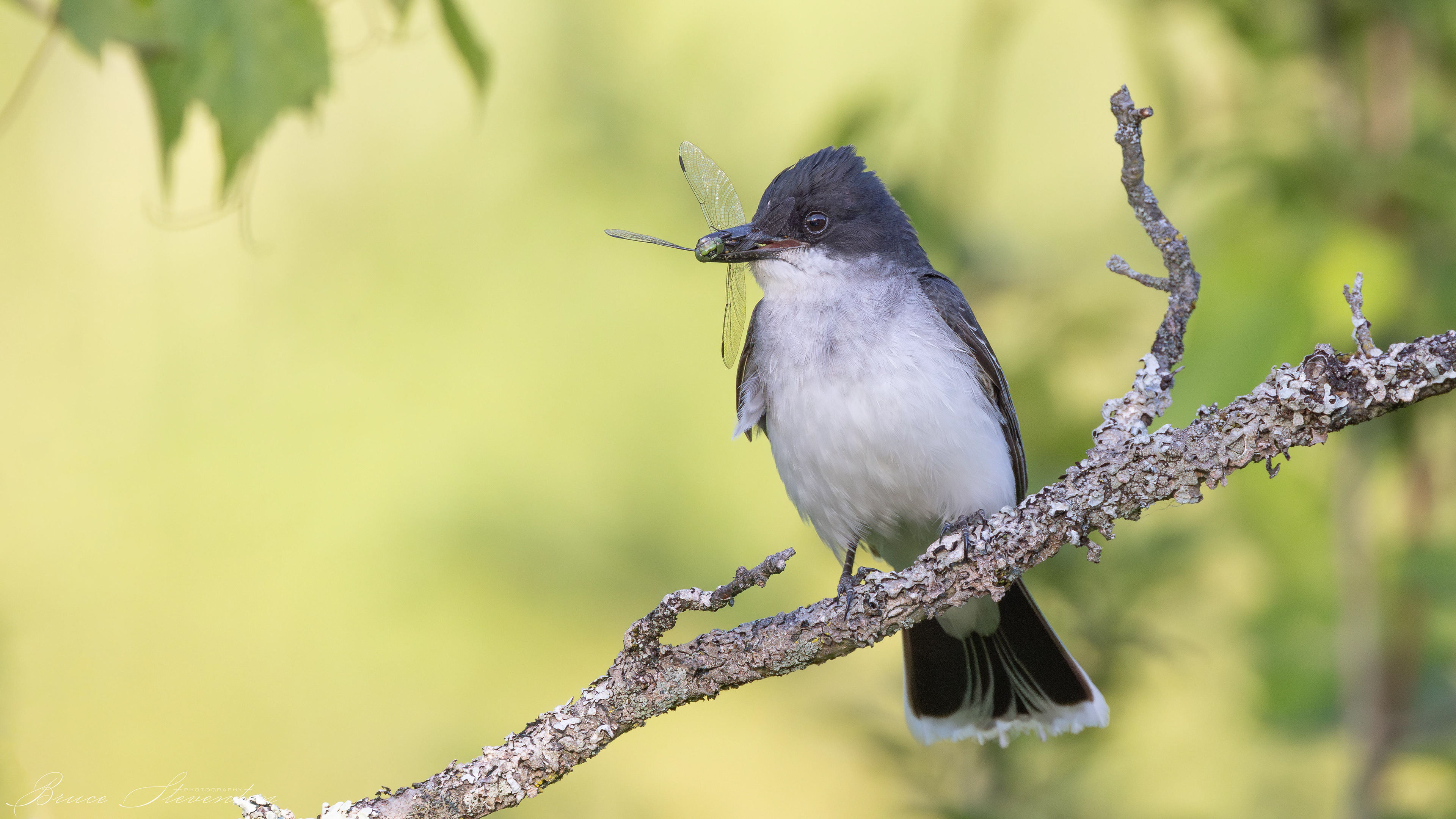 Eastern Kingbird with a captured dragonfly