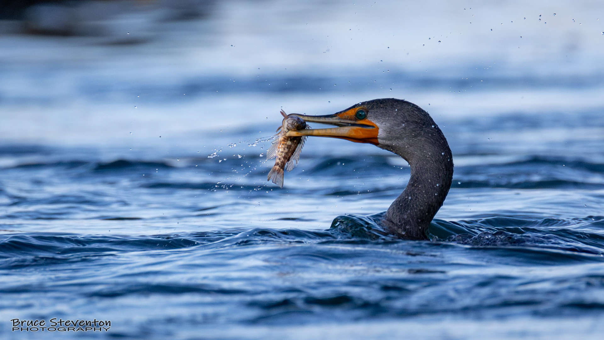 Double-crested Cormorant