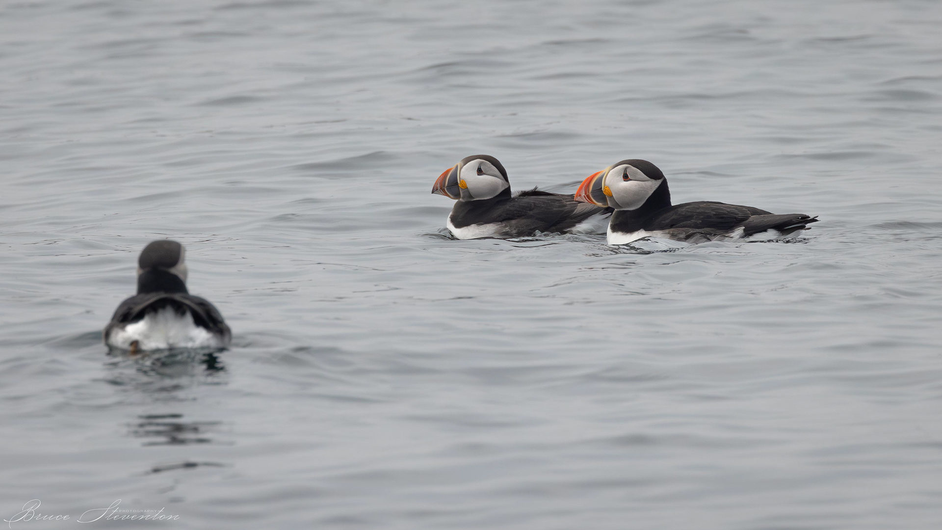 Atlantic Puffin