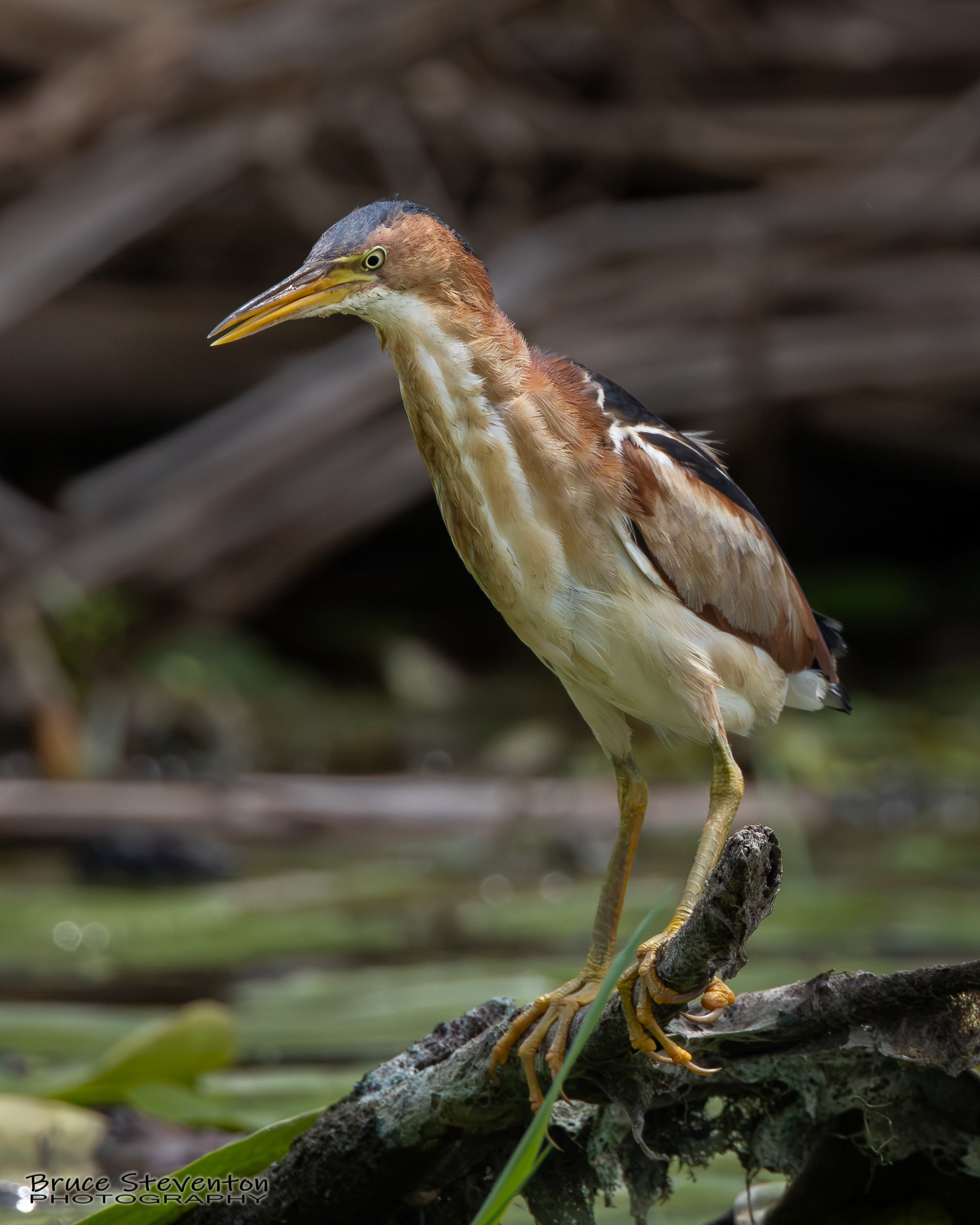 Least Bittern