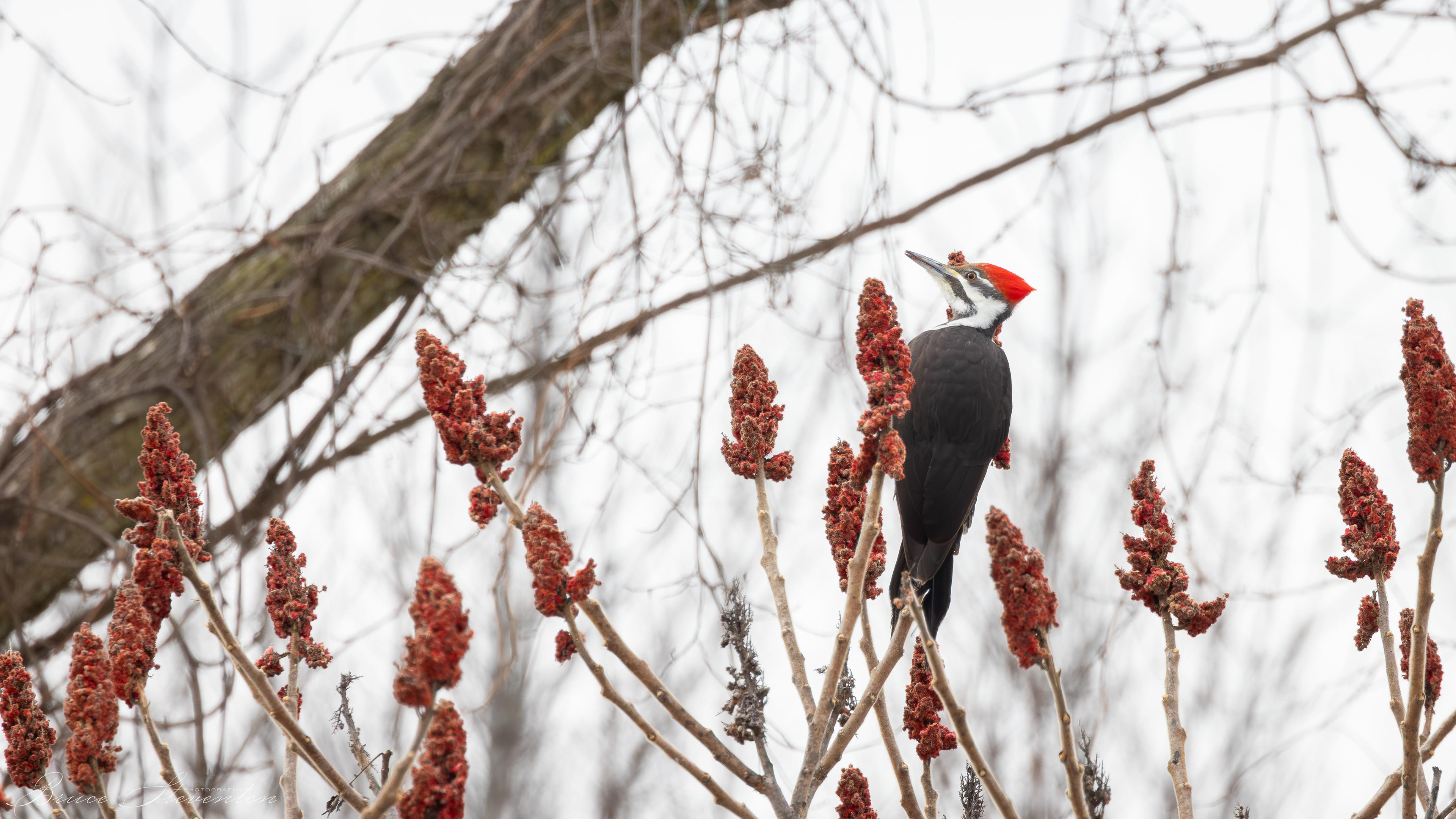 Pilated Woodpecker - Female
