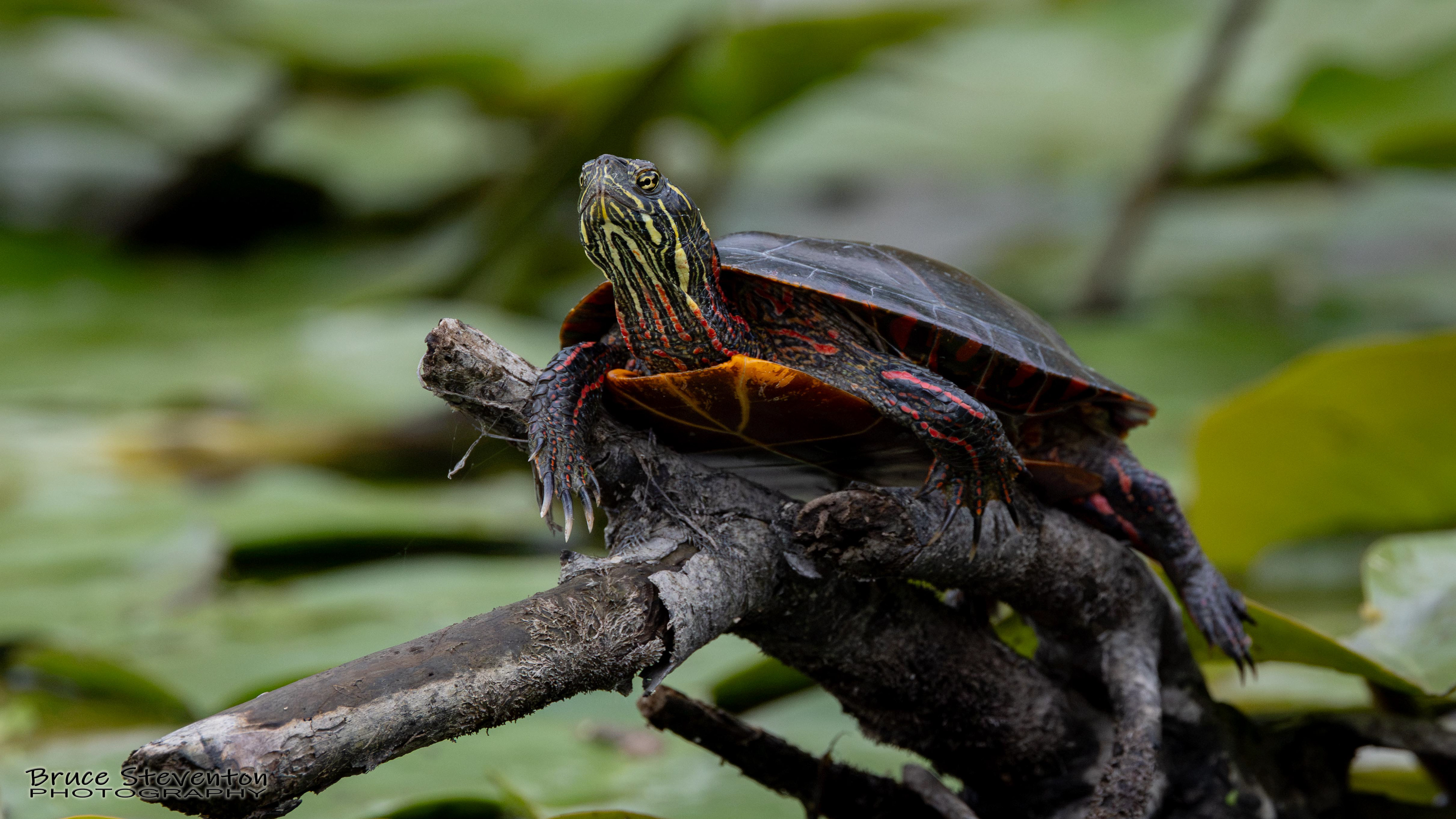 Painted Turtle