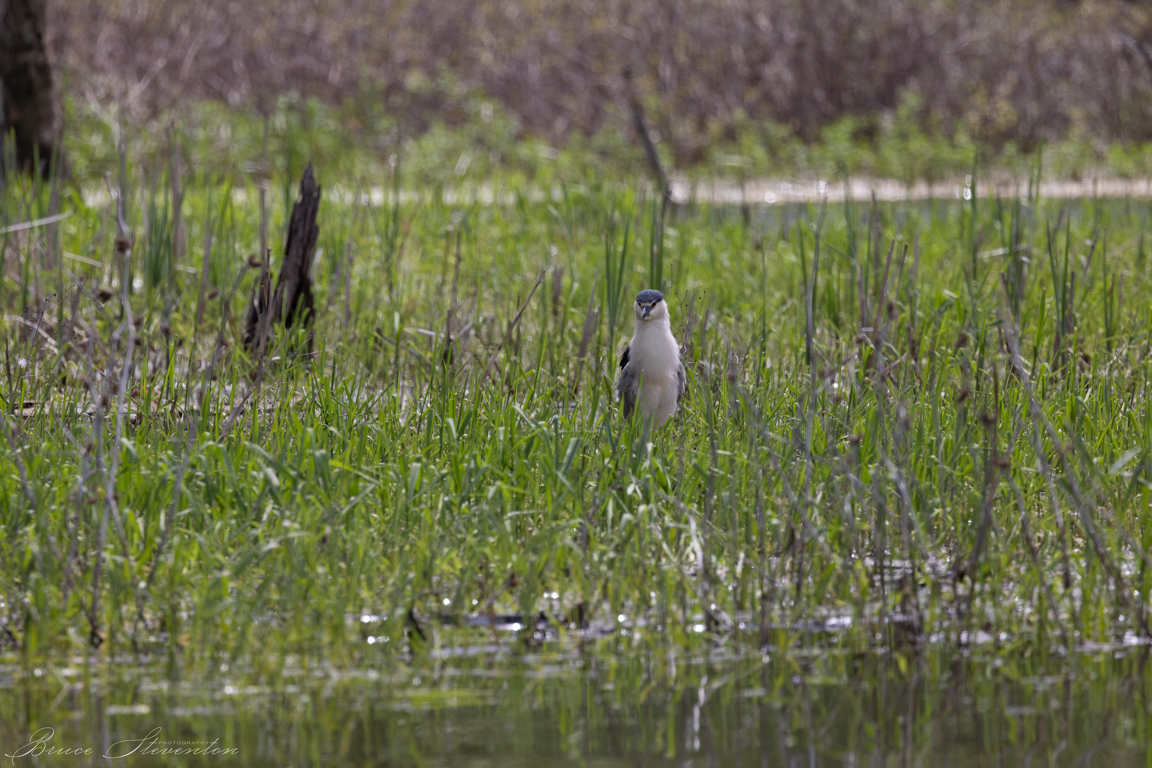 Black-crowned Night Heron