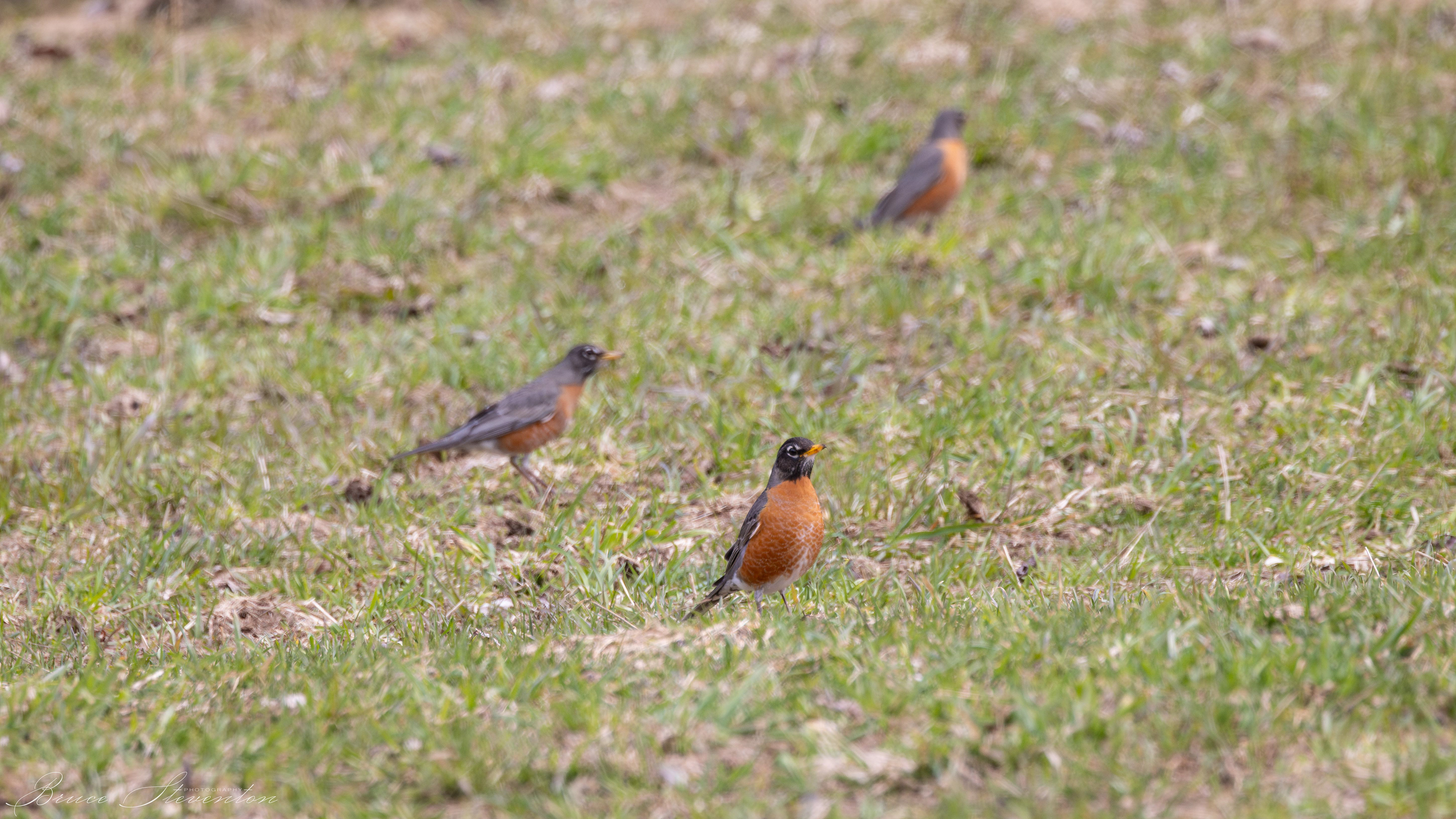 Robins combing the field mid-morning
