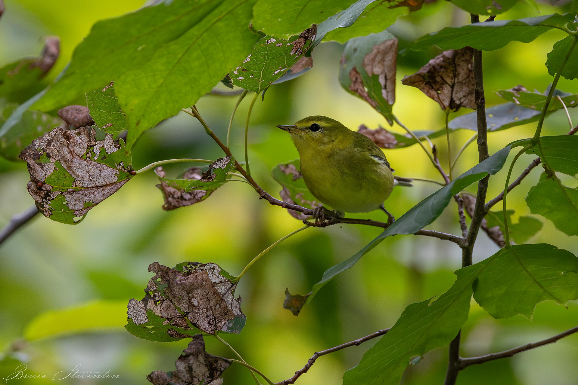 Tennessee Warbler