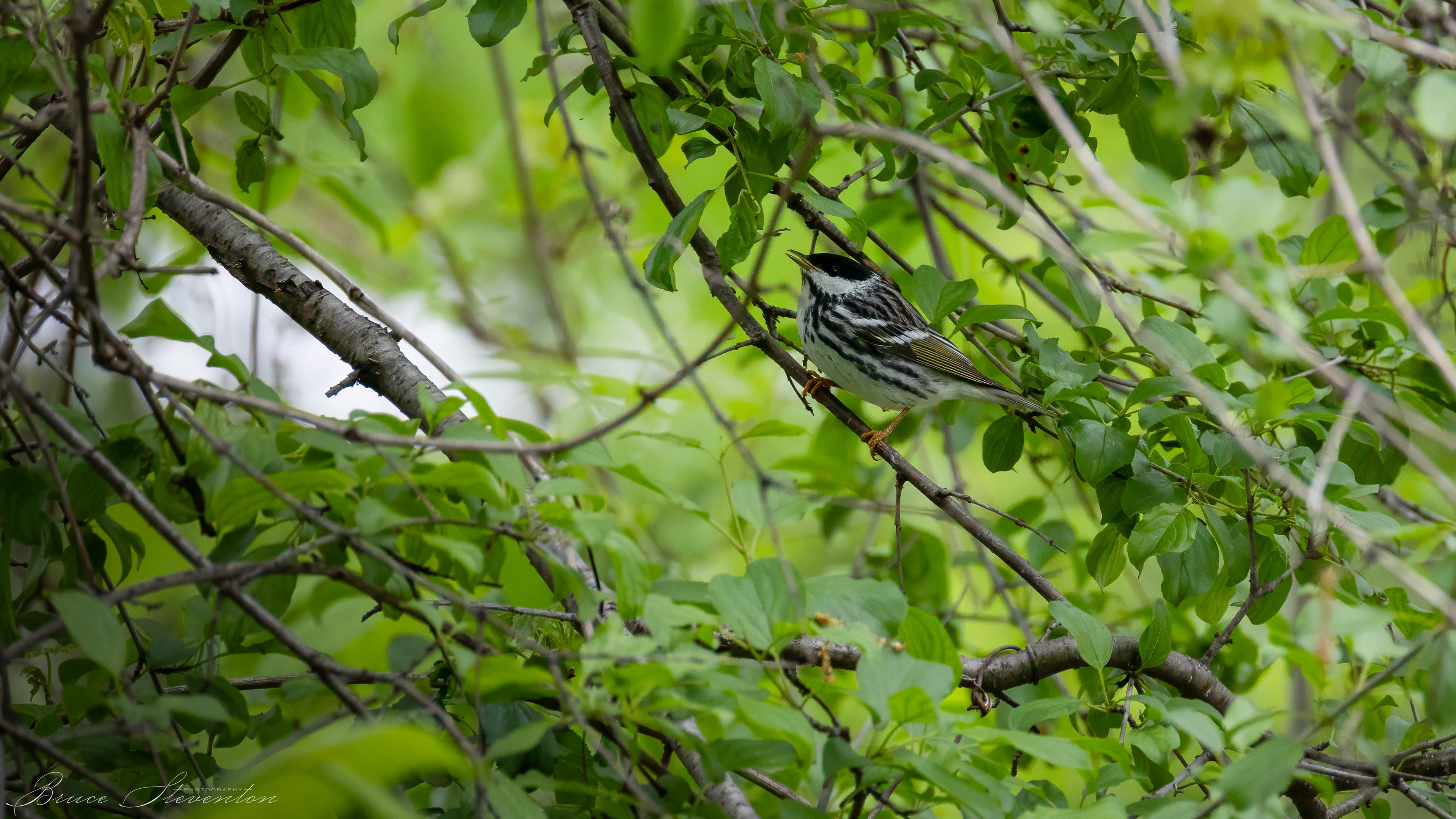 Blackpoll Warbler