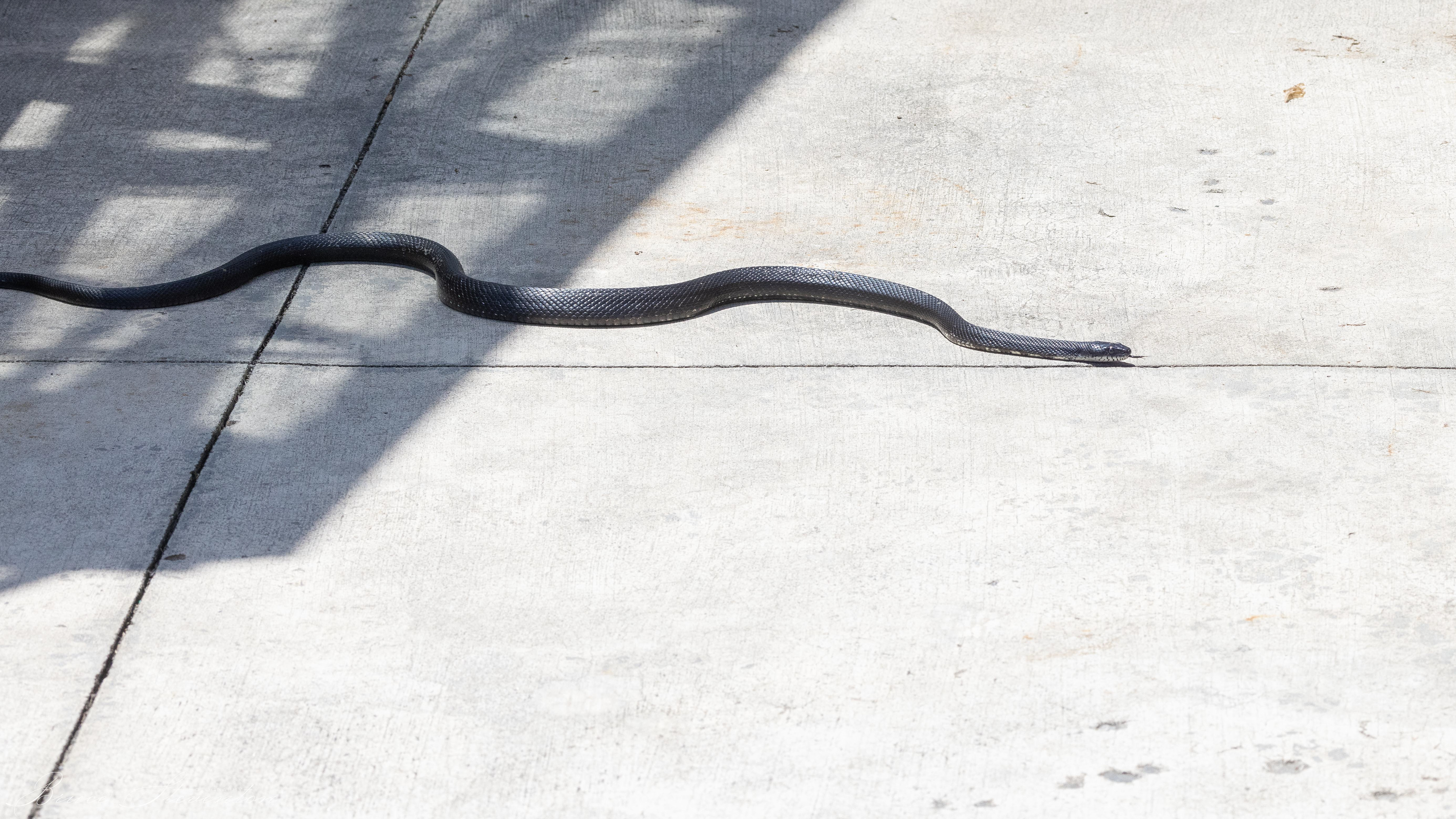 Black Rat Snake - North Carolina Arboretum
