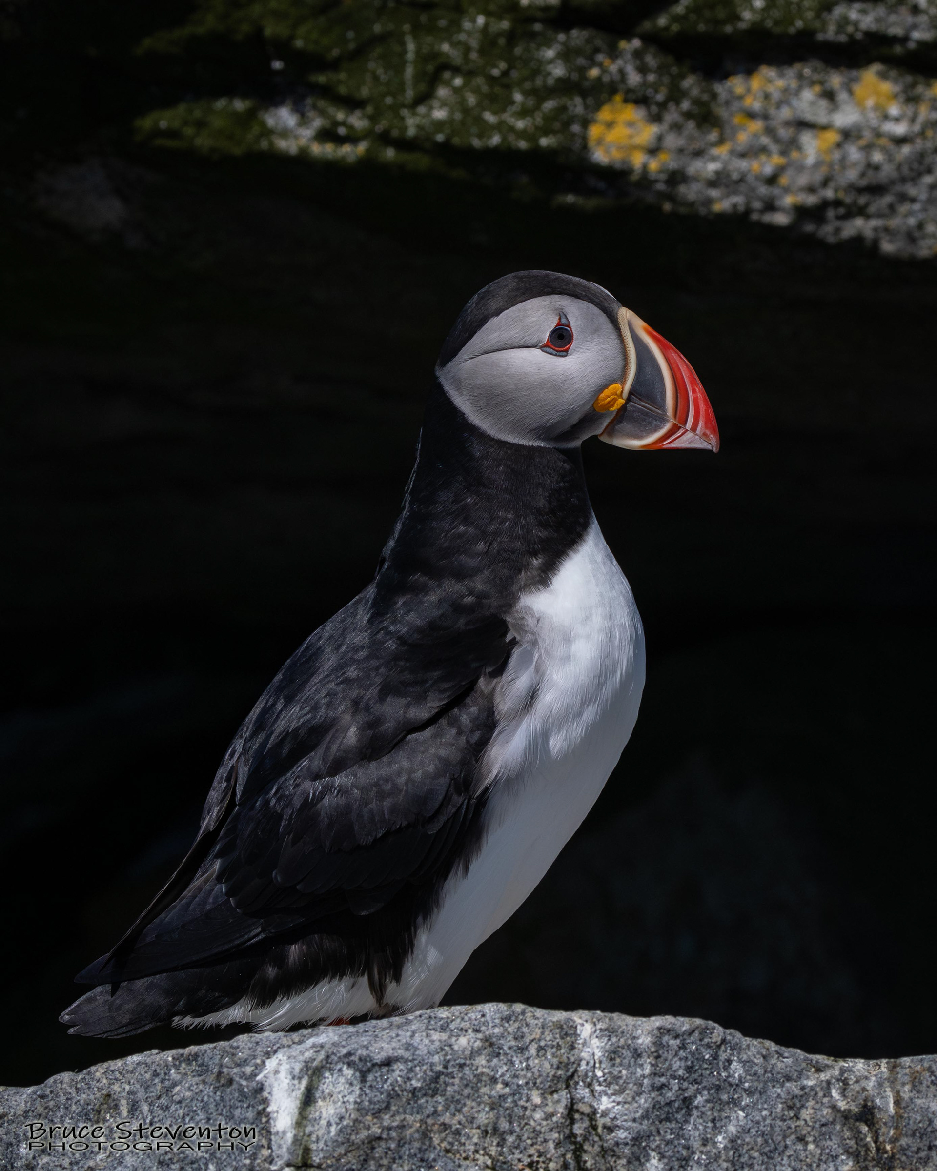 Atlantic Puffin