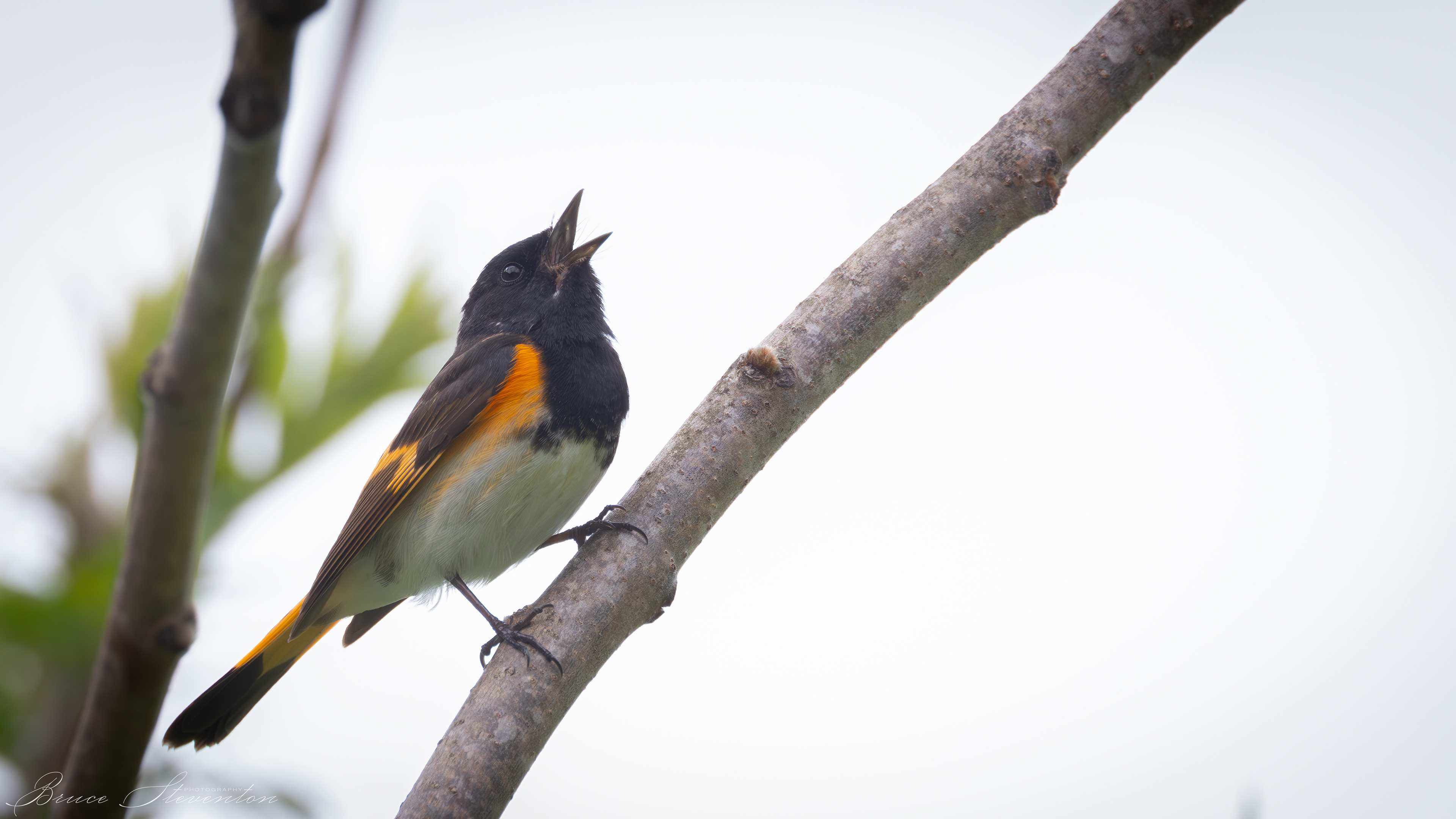 Redstart