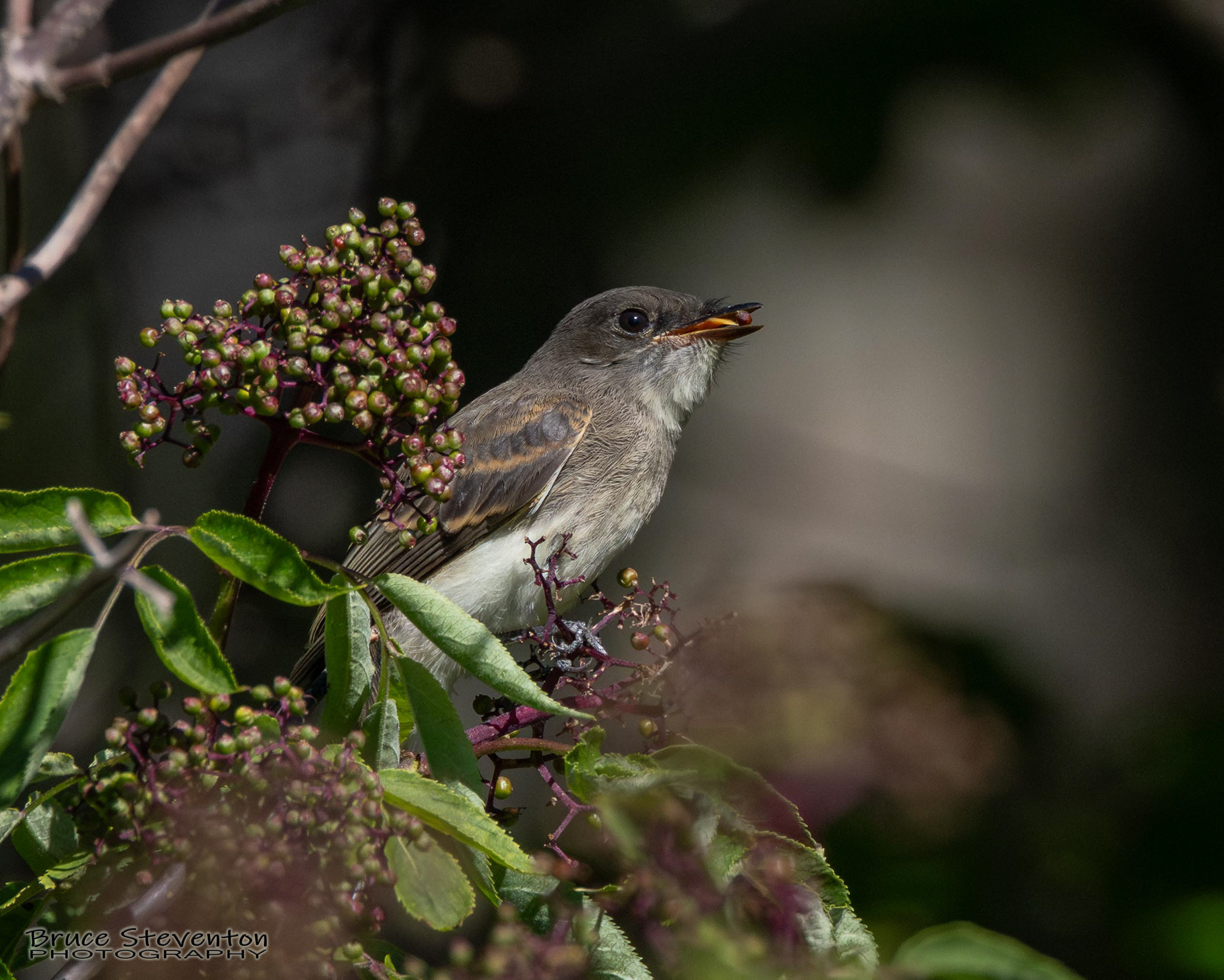 Eastern Phoebe
