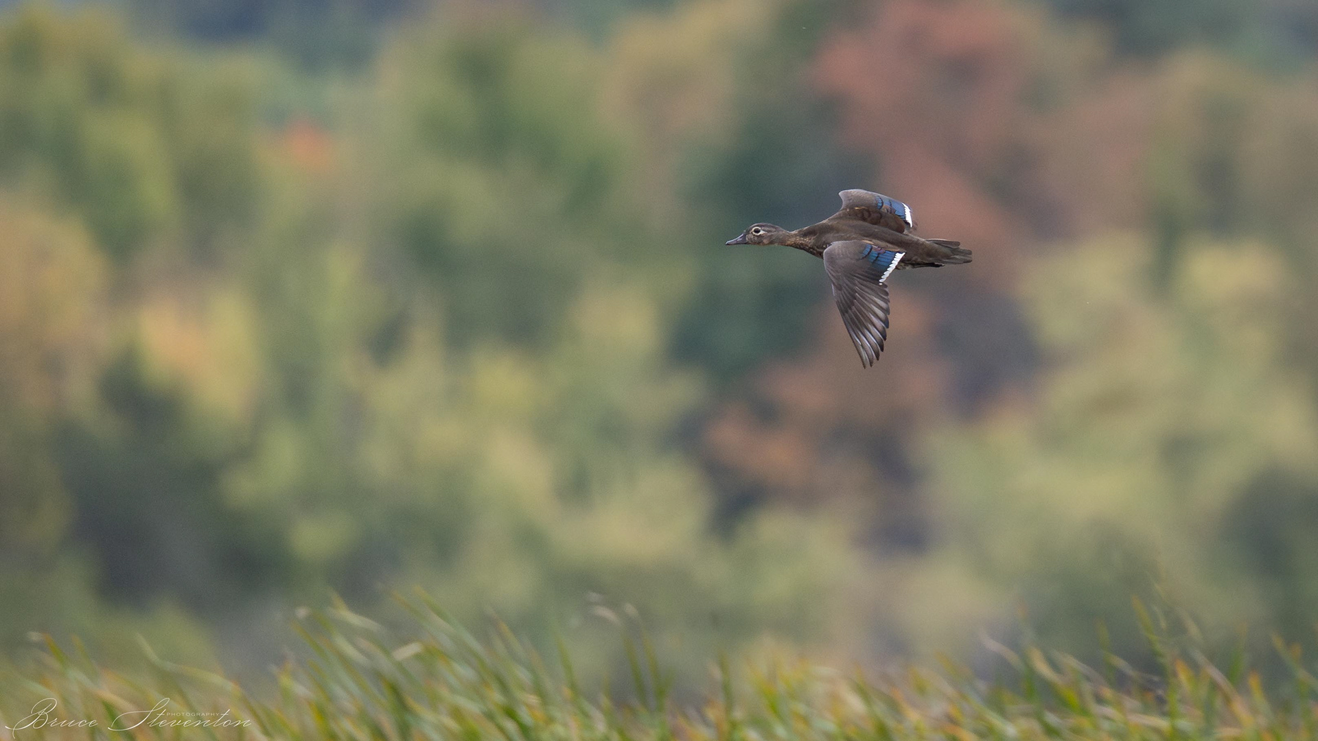 Wood Duck (F)