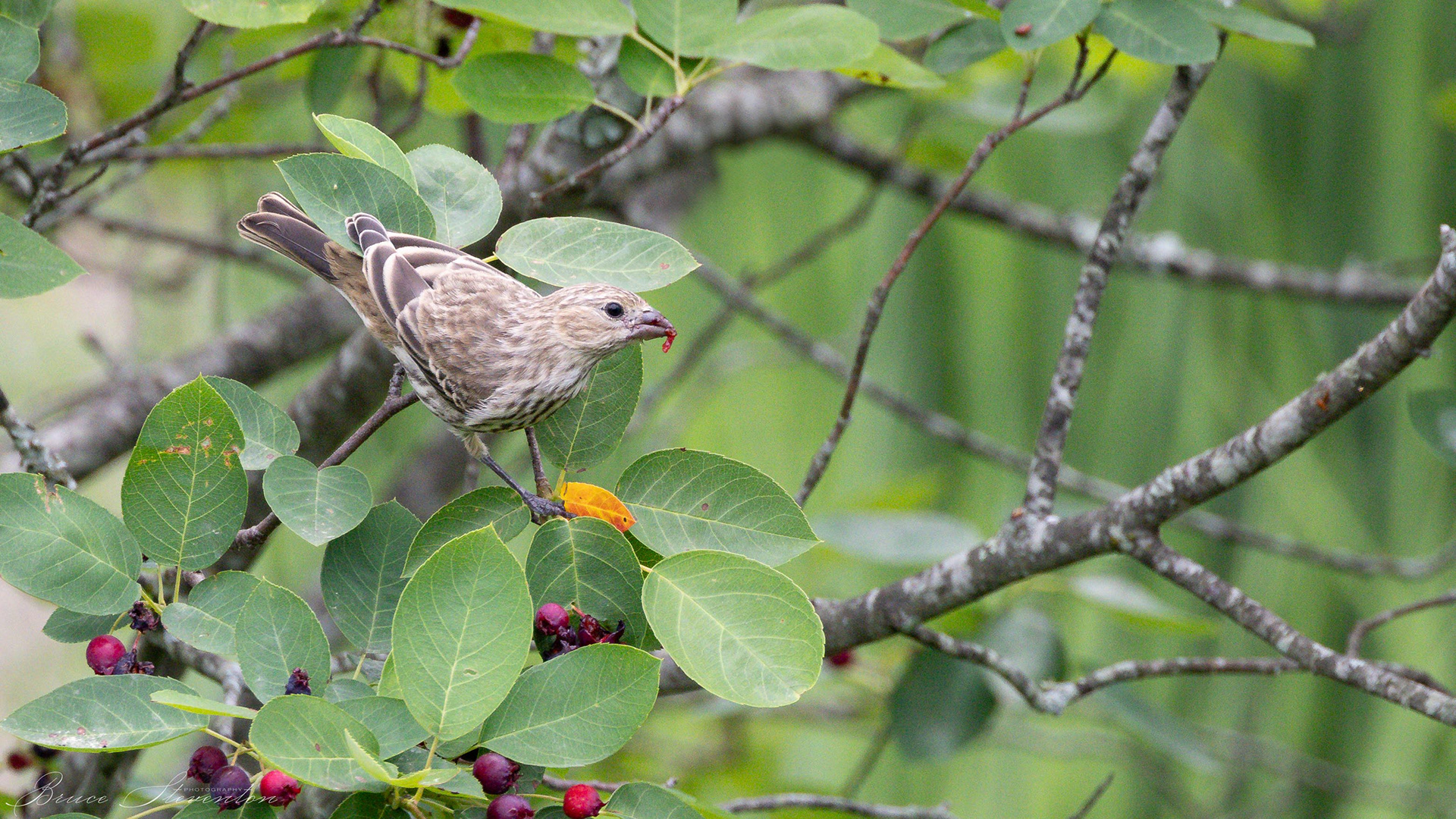 House Finch (F) - French Broad River Greenway