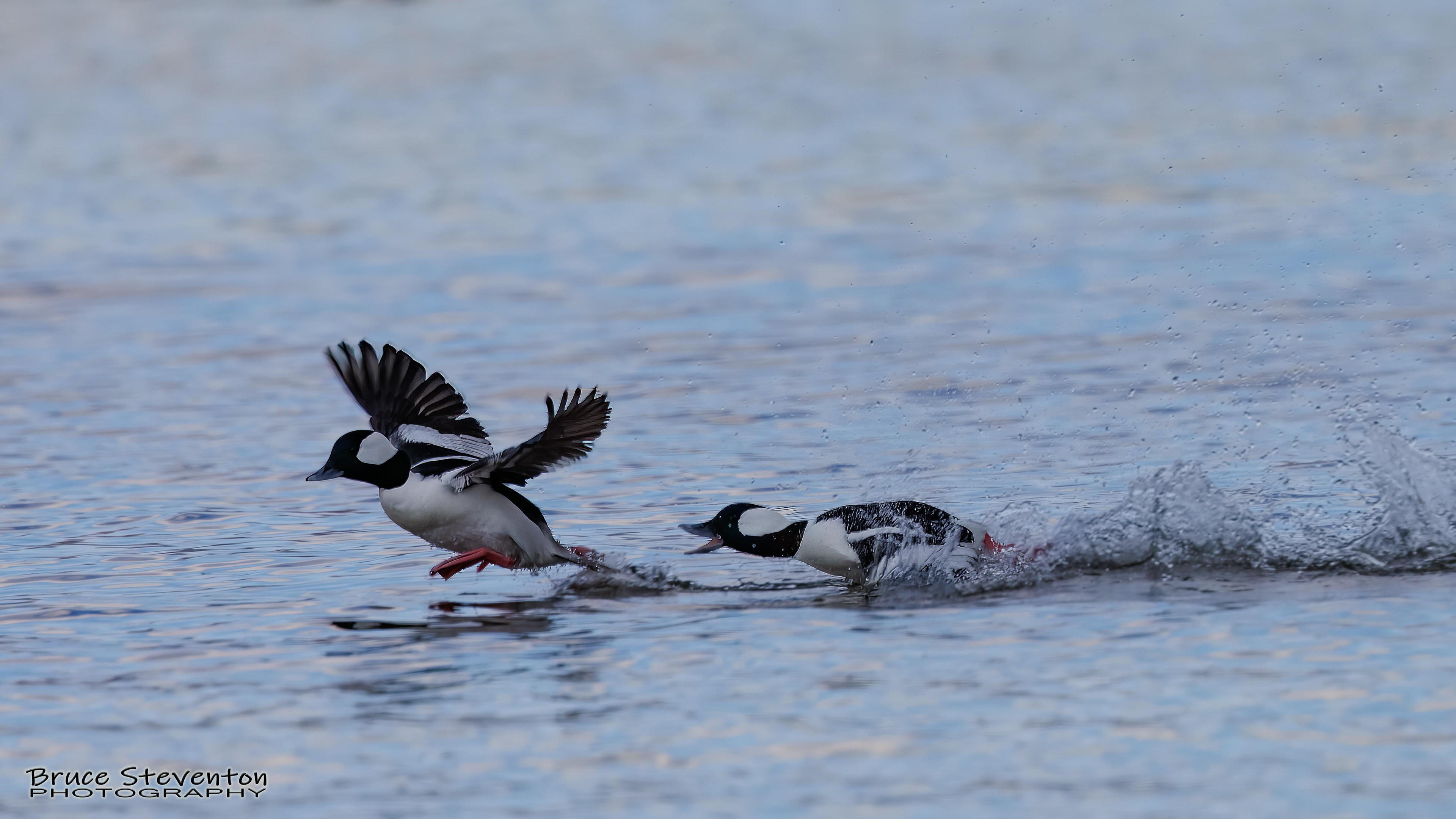 Bufflehead (M) - Addison, VT