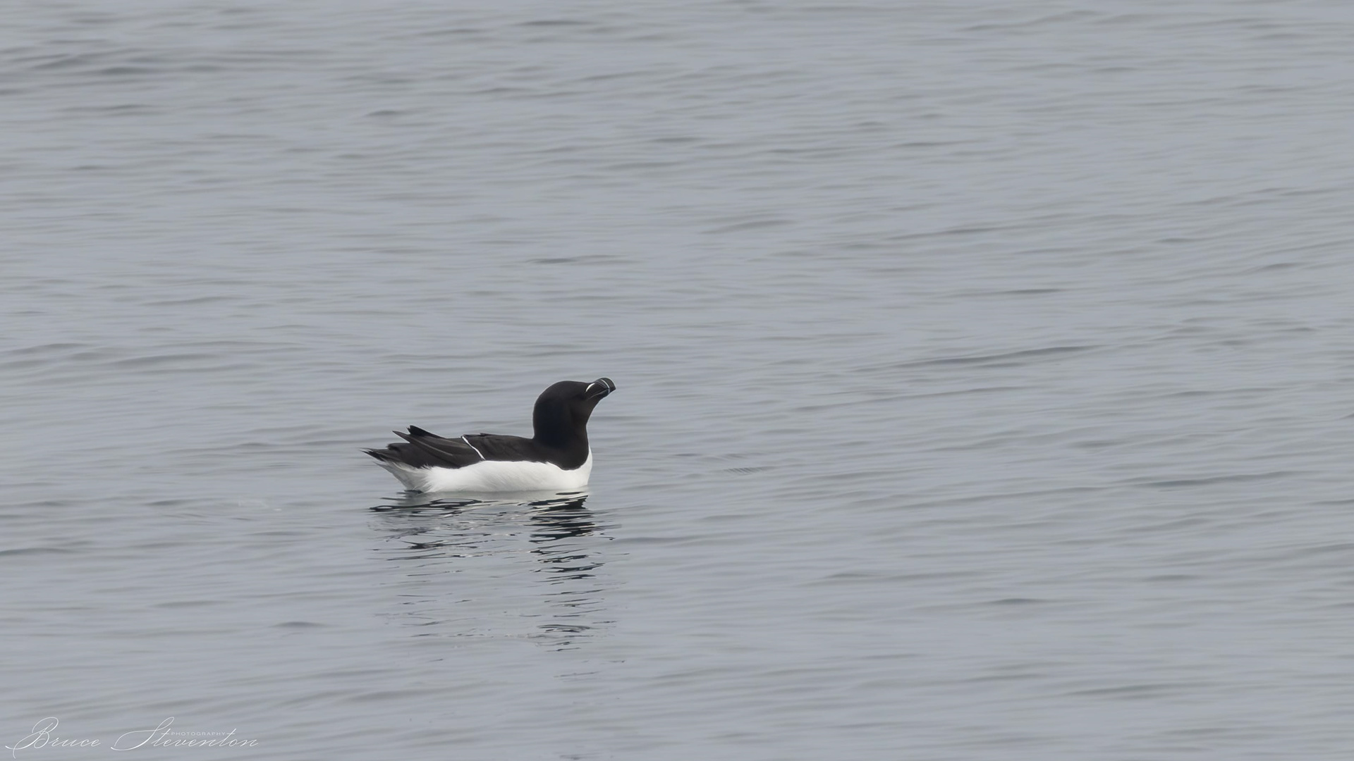 Razorbill